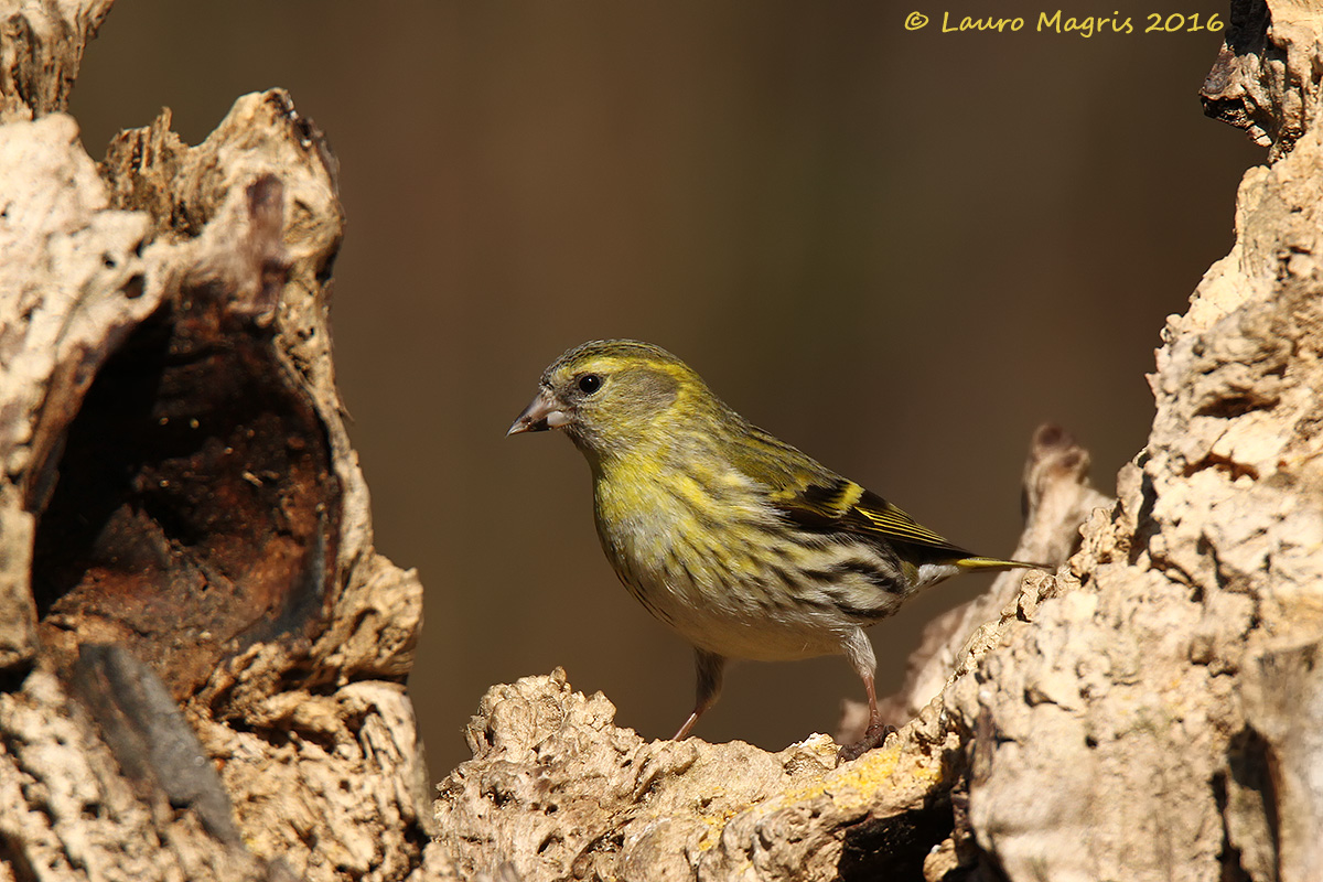 Siskin in the valley...