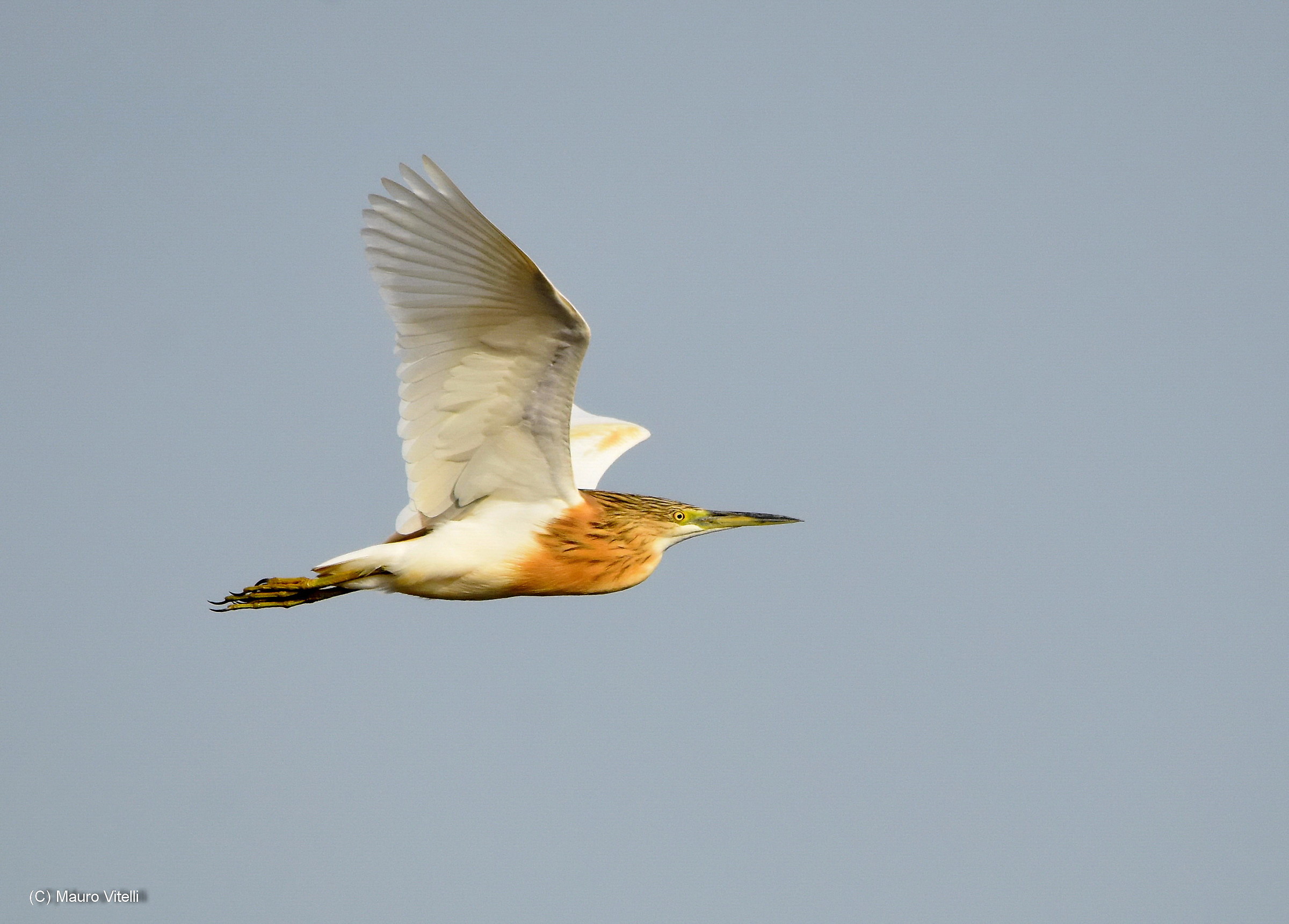 Squacco Heron in flight...