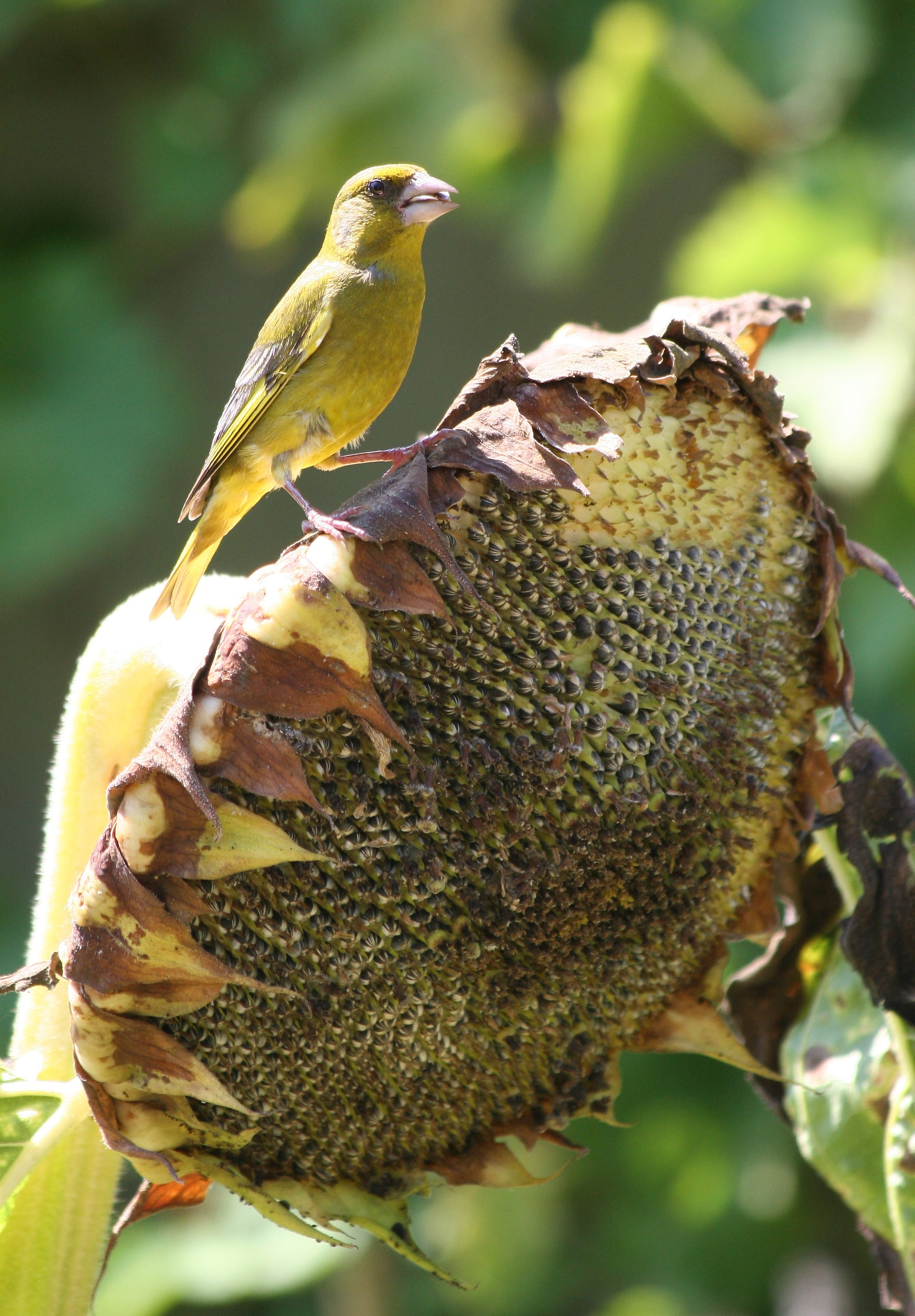 Greenfinch on sunflower...