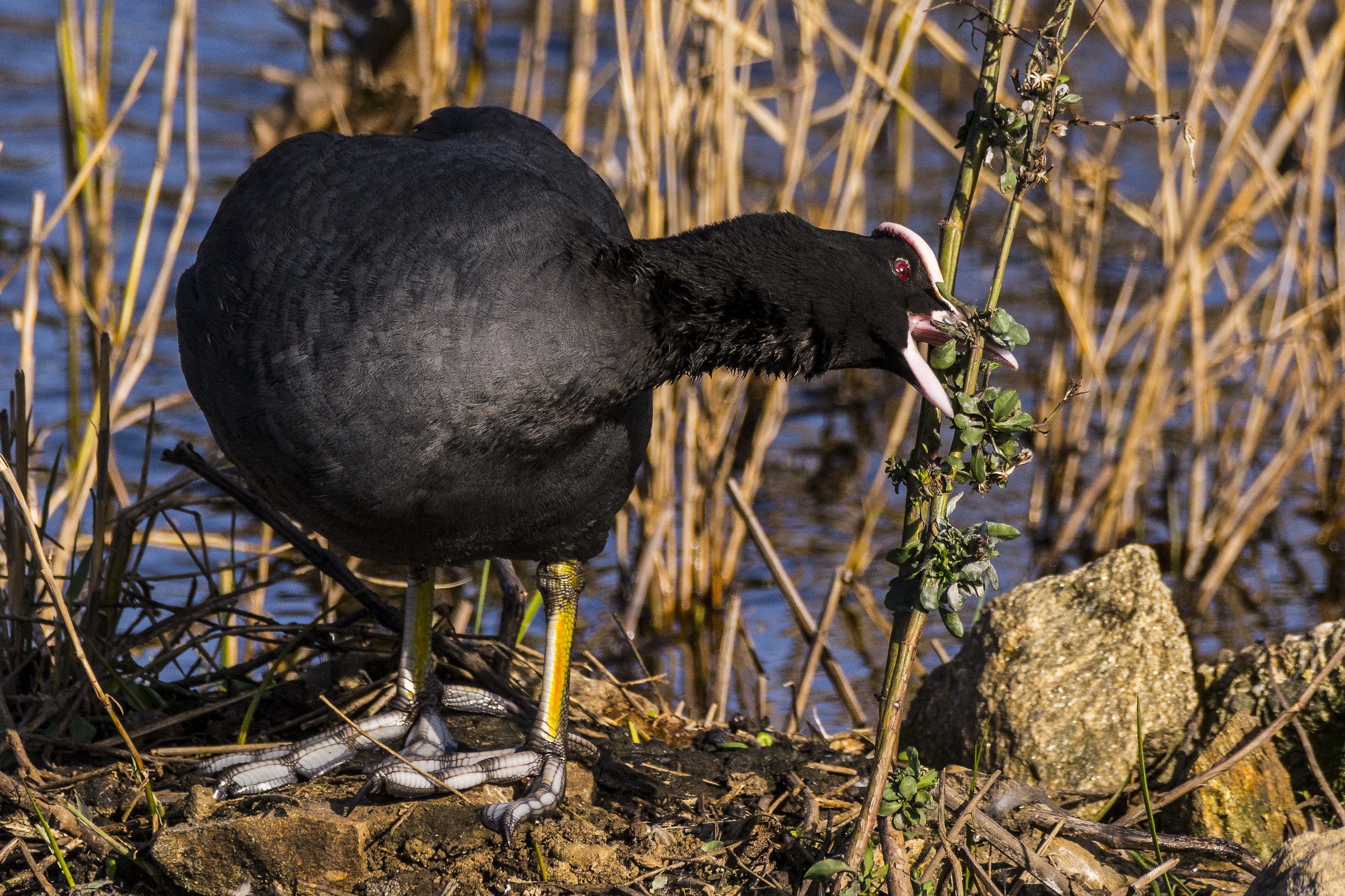 second Coot...