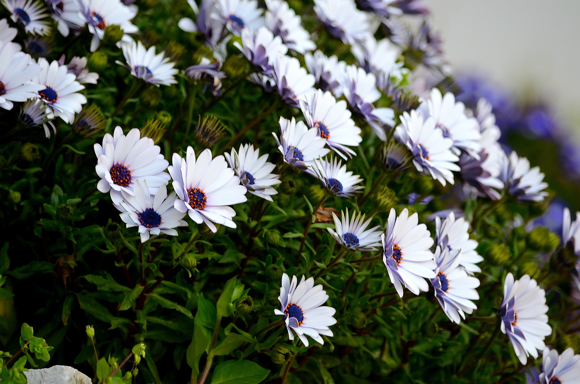 daisies...