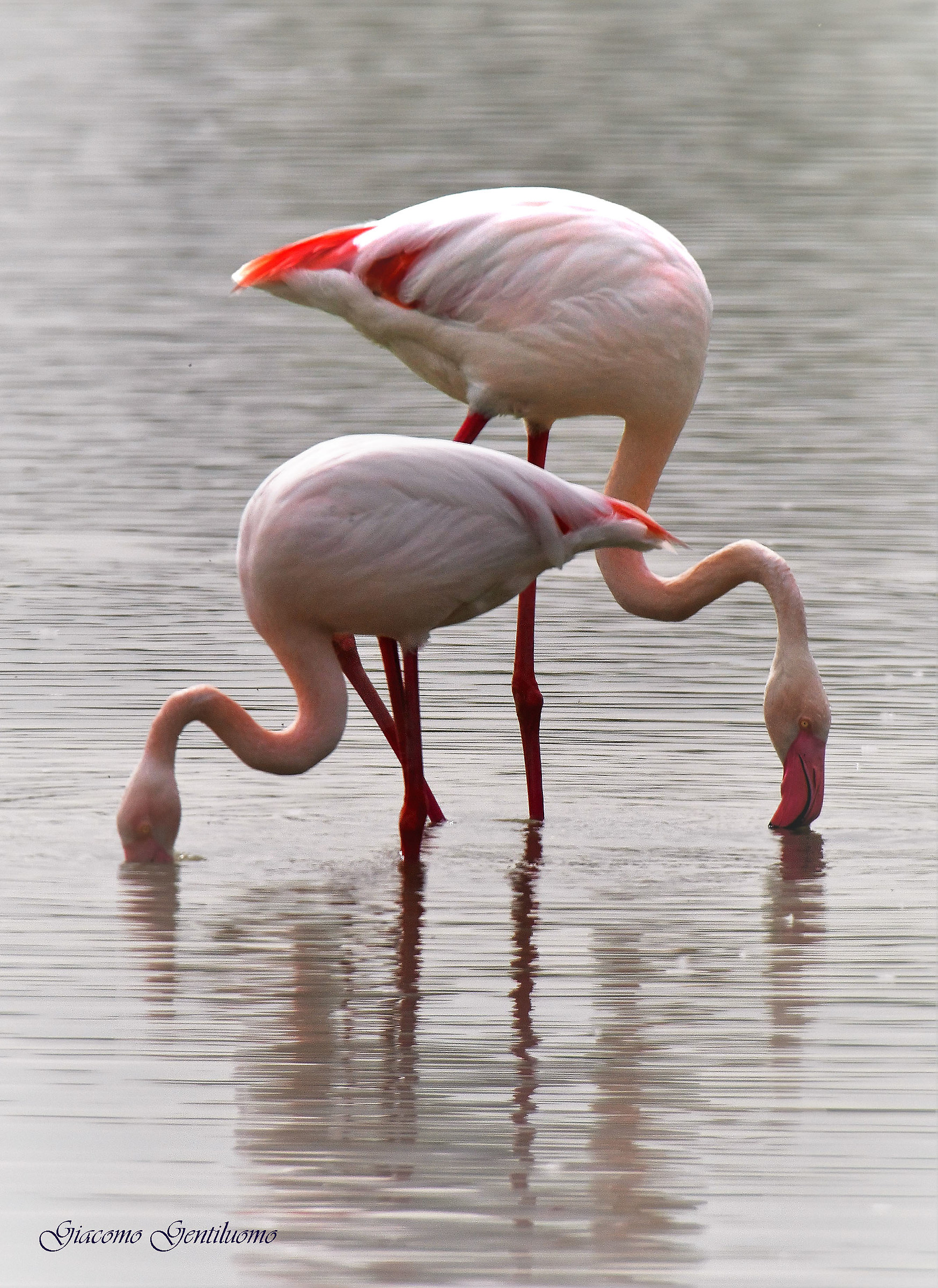 pink flamingos...