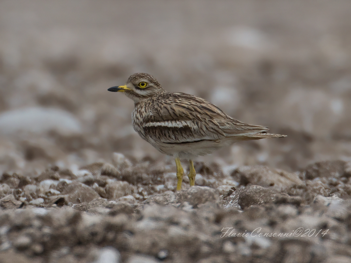 curlew...