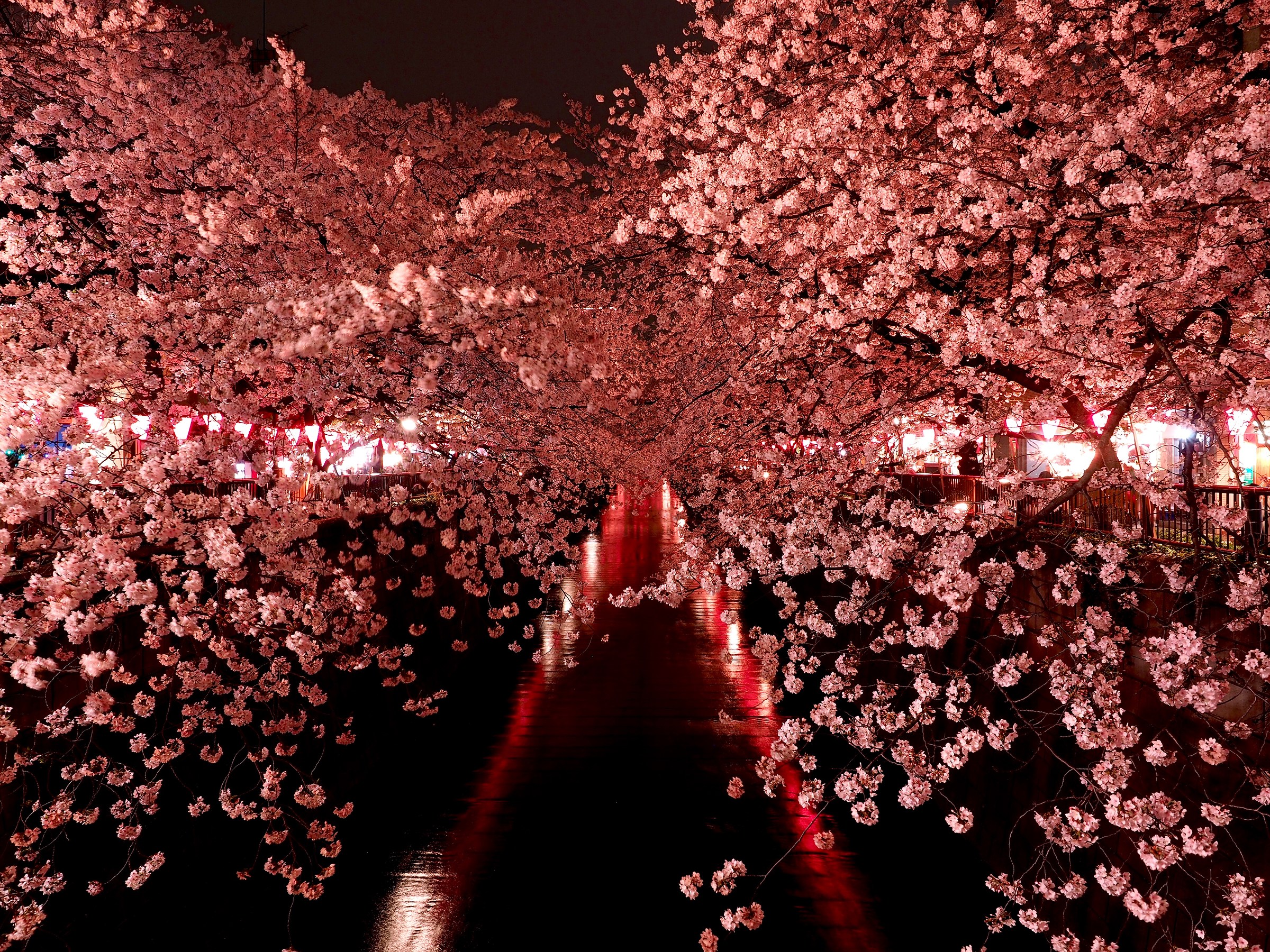 Sakura in notturna-tokyo...