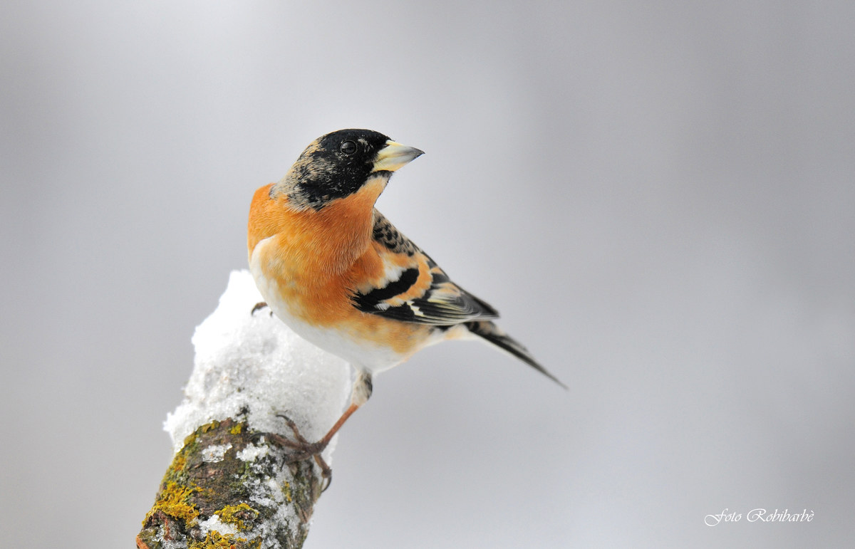 Brambling ......