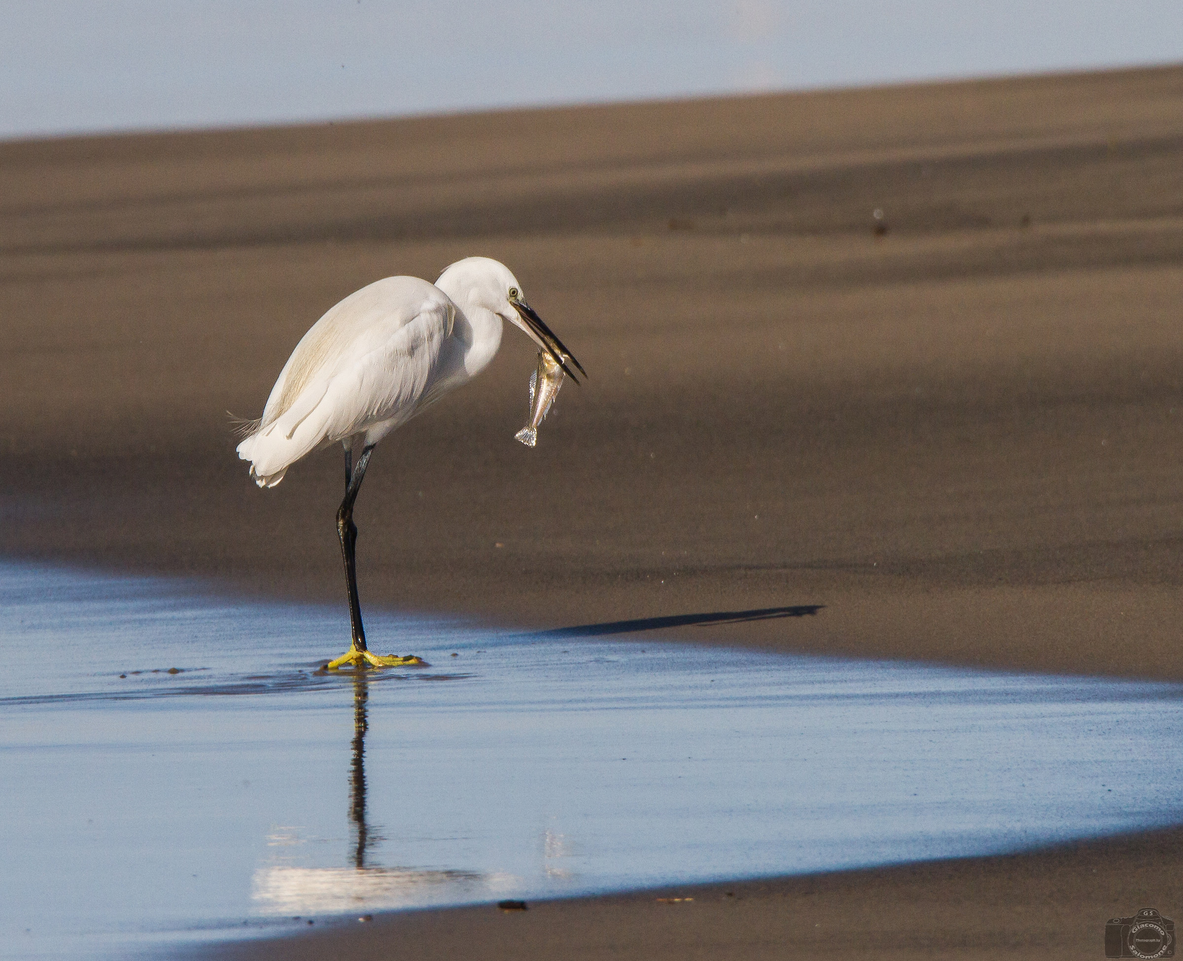 Egret with Tracina just drawn...