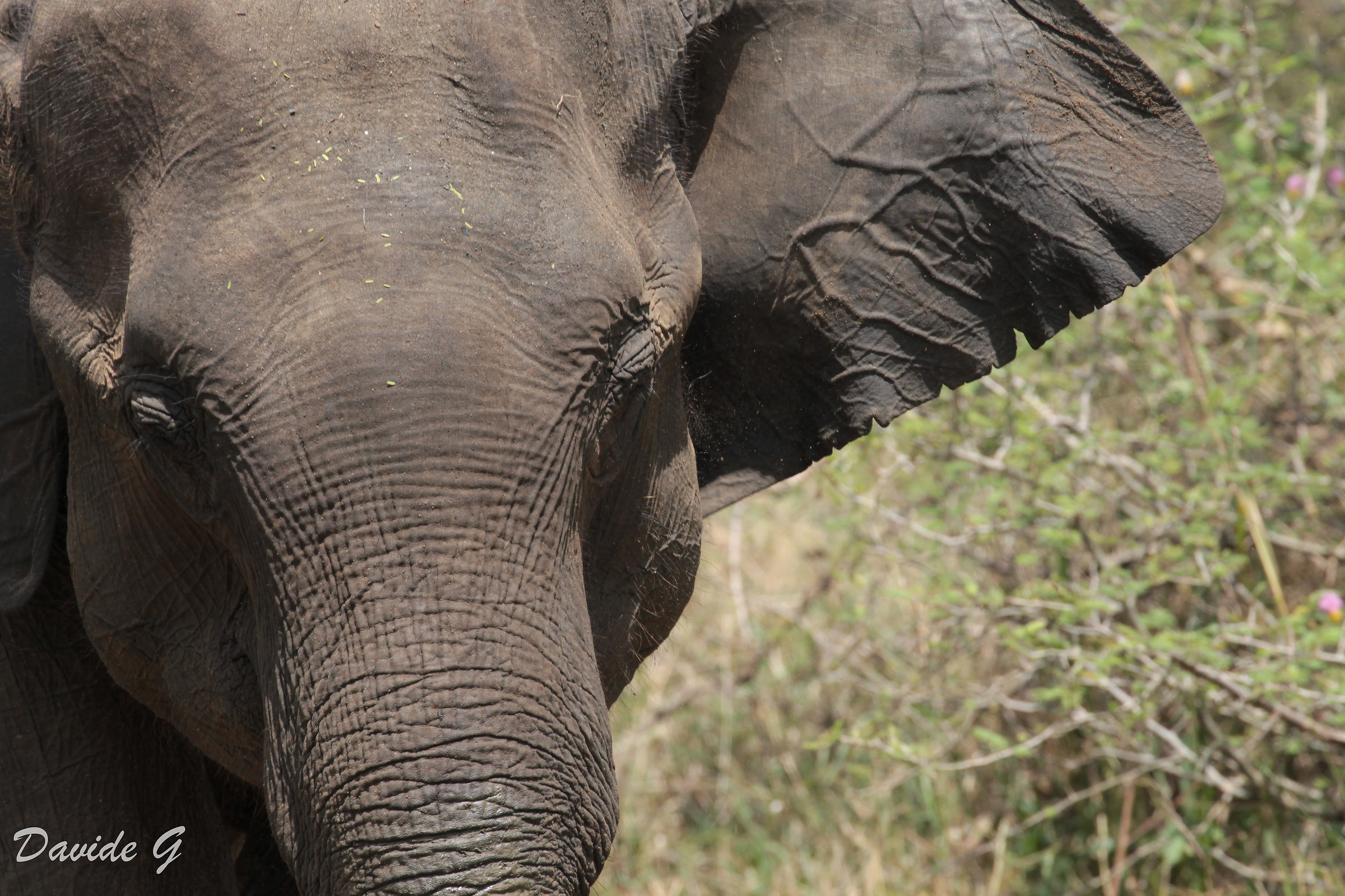 Elephant...