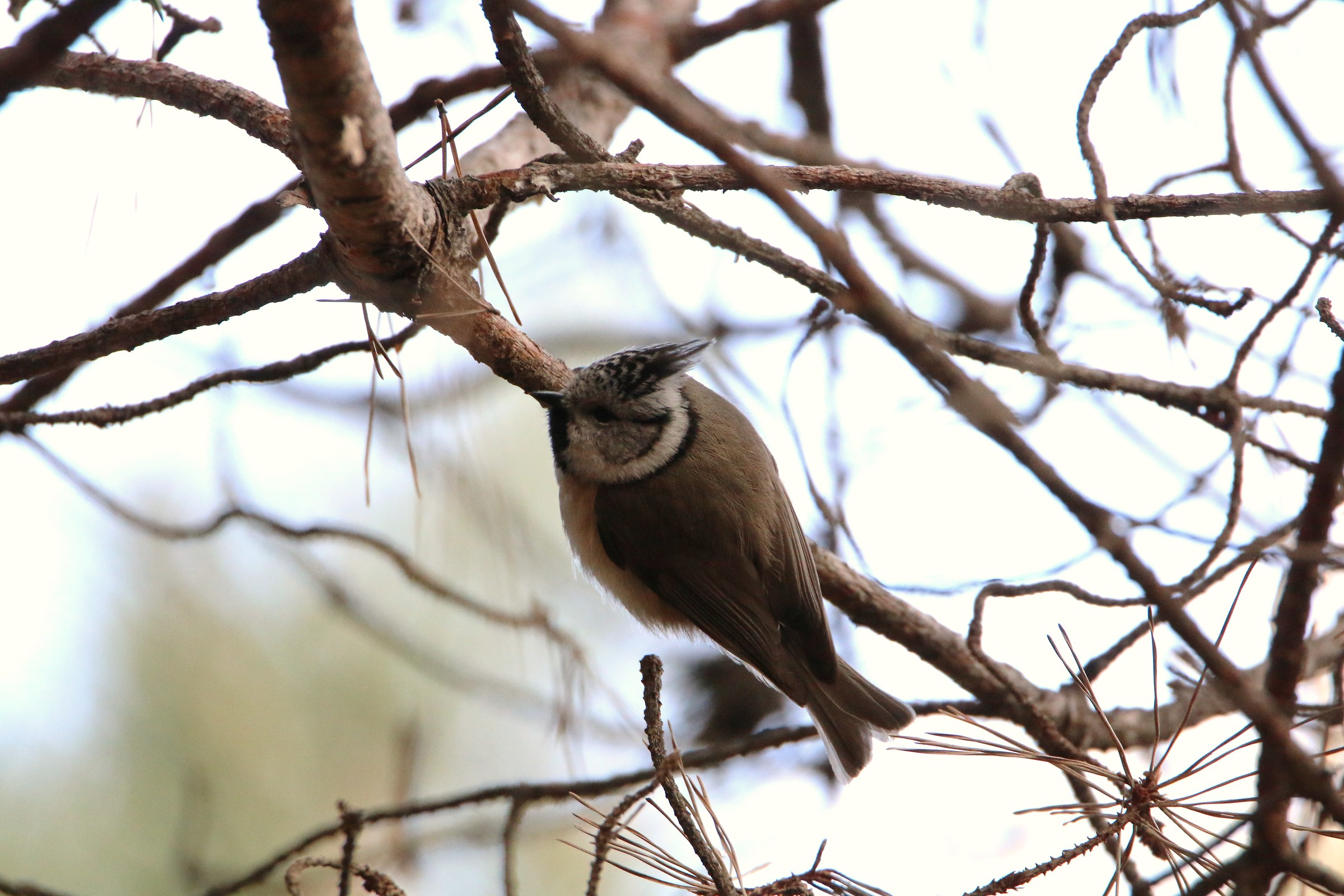 Crested tit...