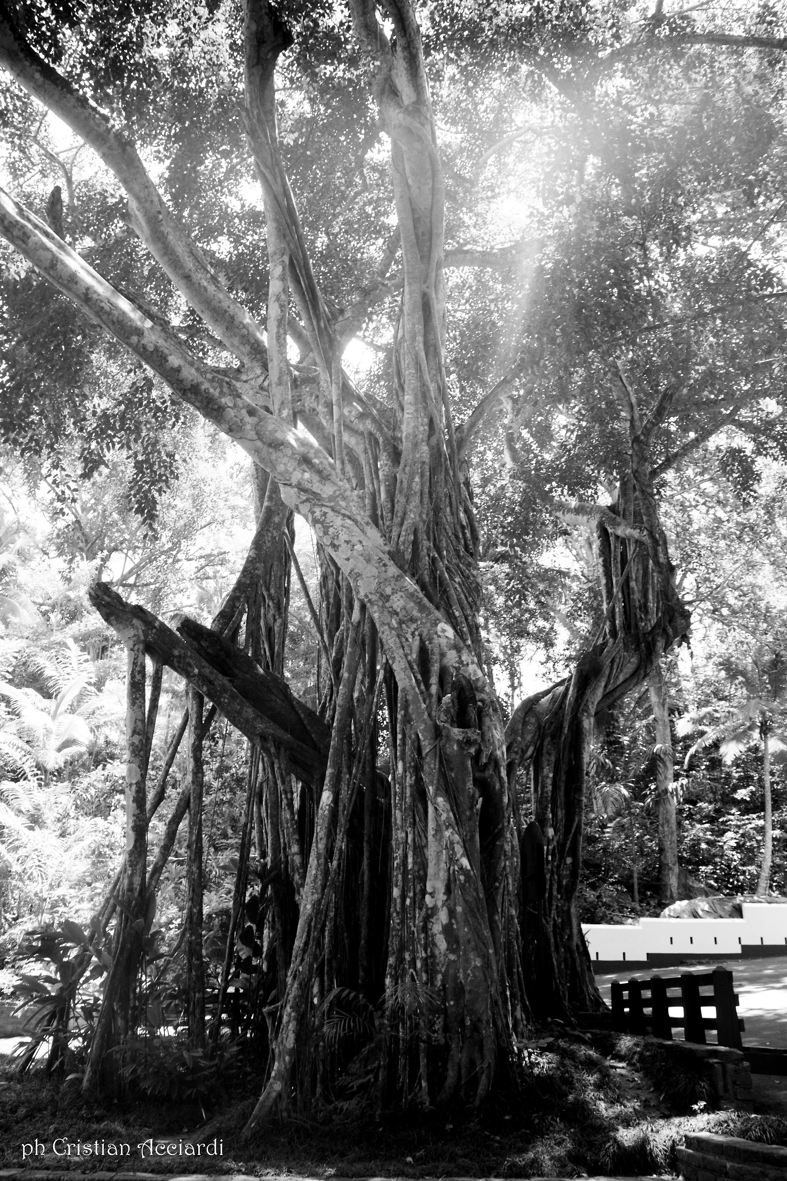 Banyan tree (Jamaica)...