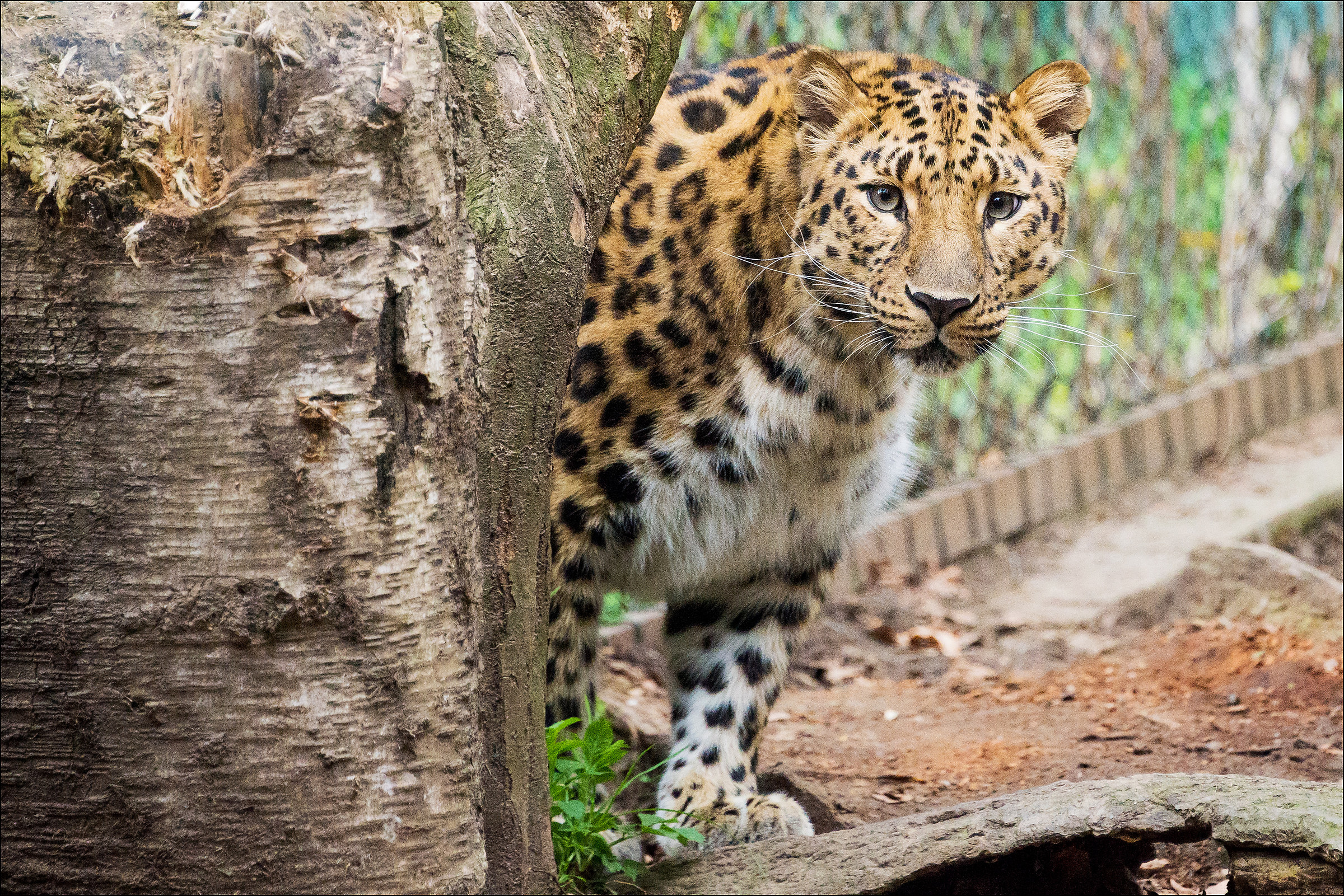 Leopardo d'Amur Torbiera faunistica di Agrate Conturbia...