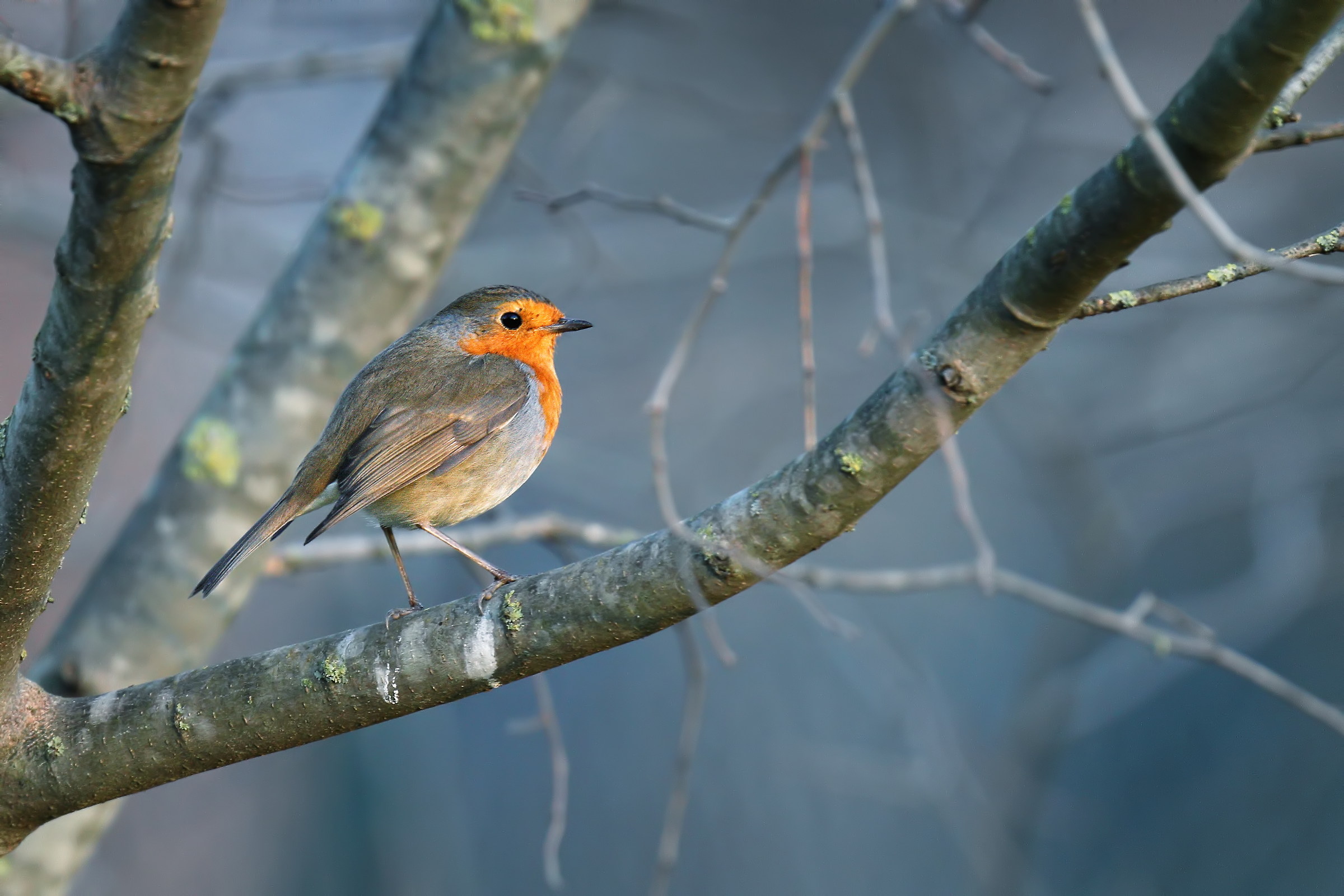 Robin in the early morning...