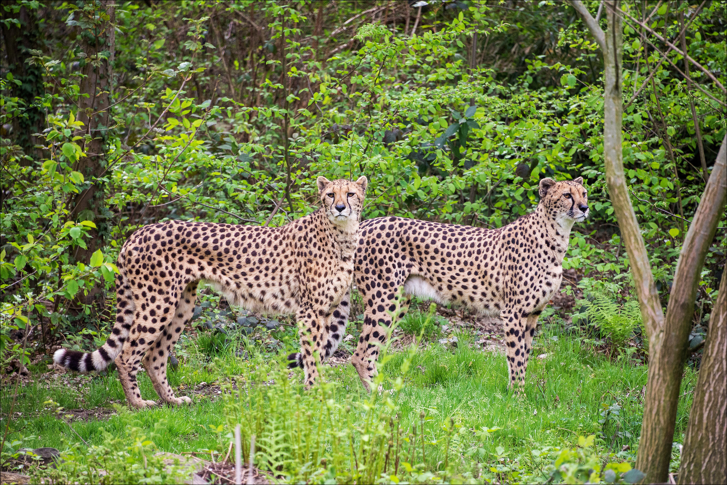 Cheetahs of the Peat Bog Wildlife Refuge Agrate Conturbia...