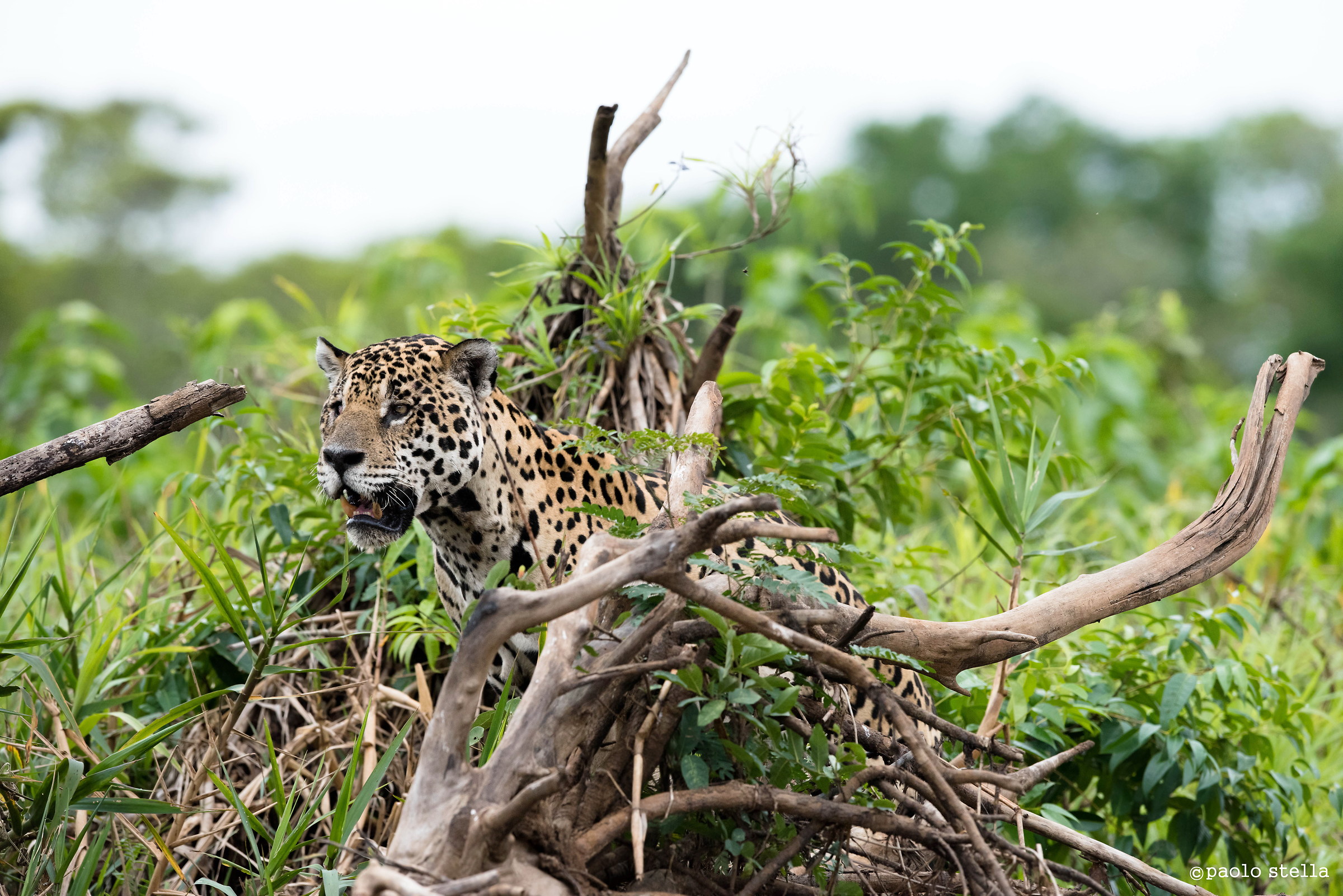 in the bush...