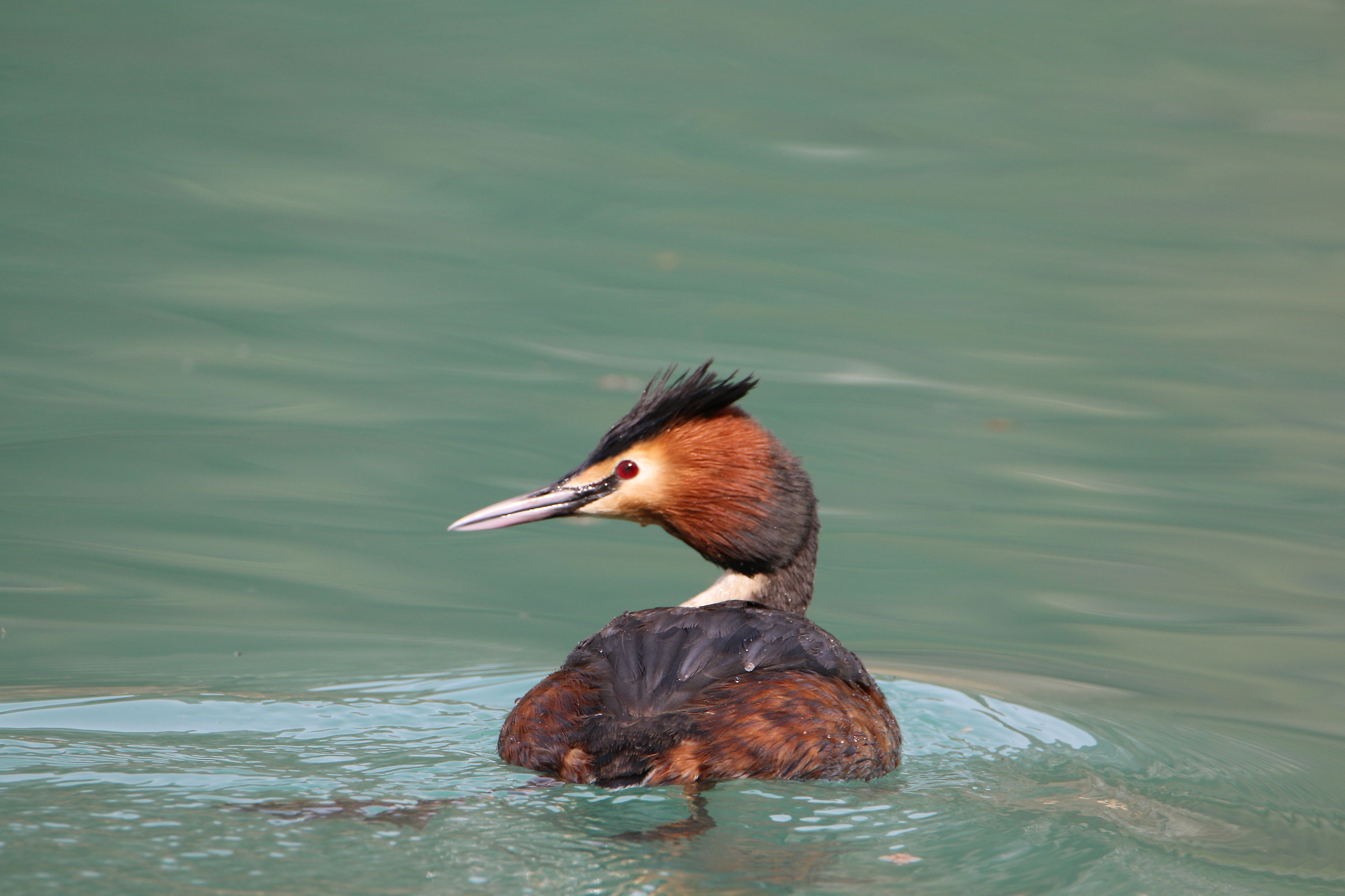 Great Crested Grebe...