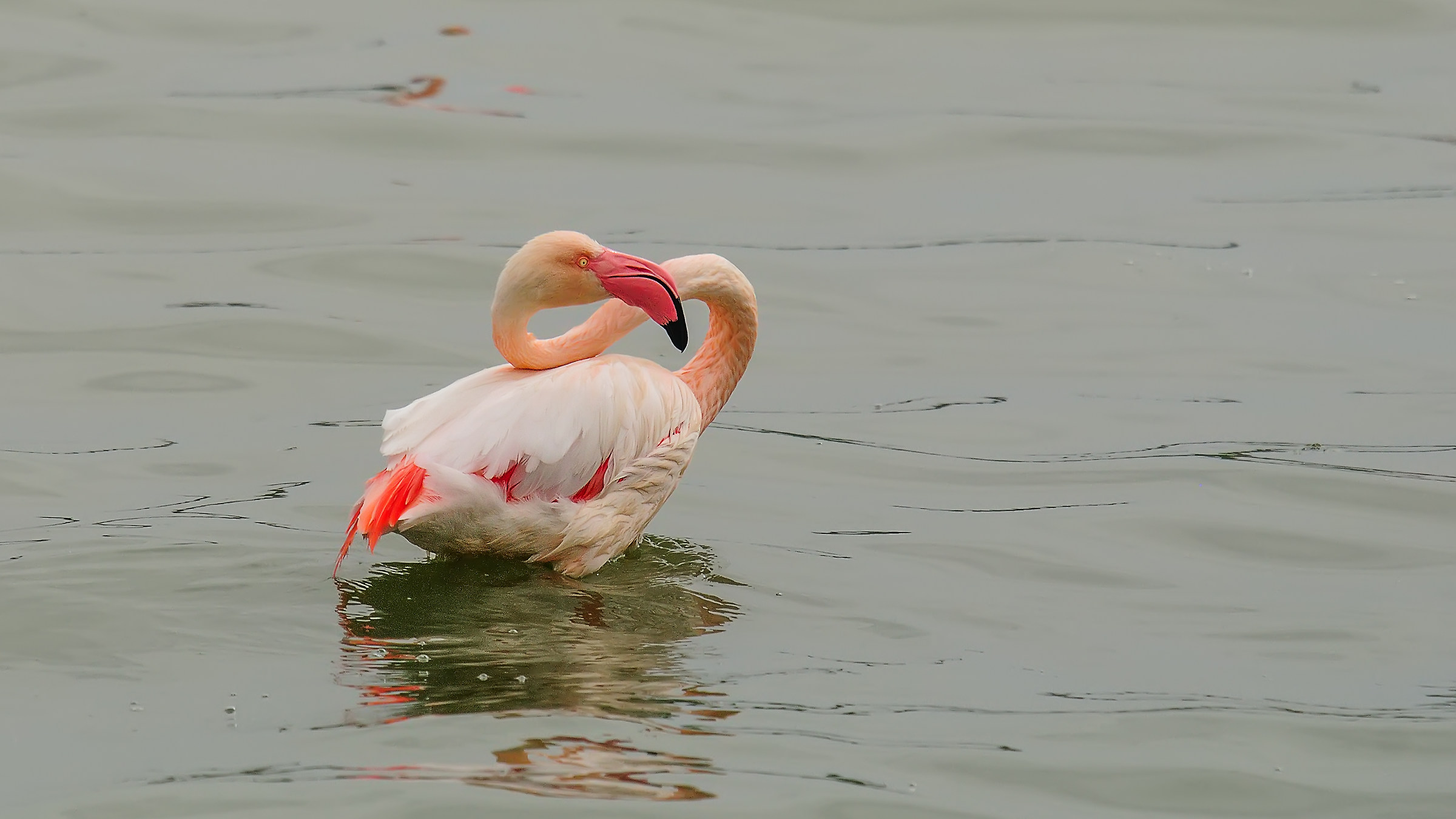 Greater Flamingo » Phoenicopterus roseus...