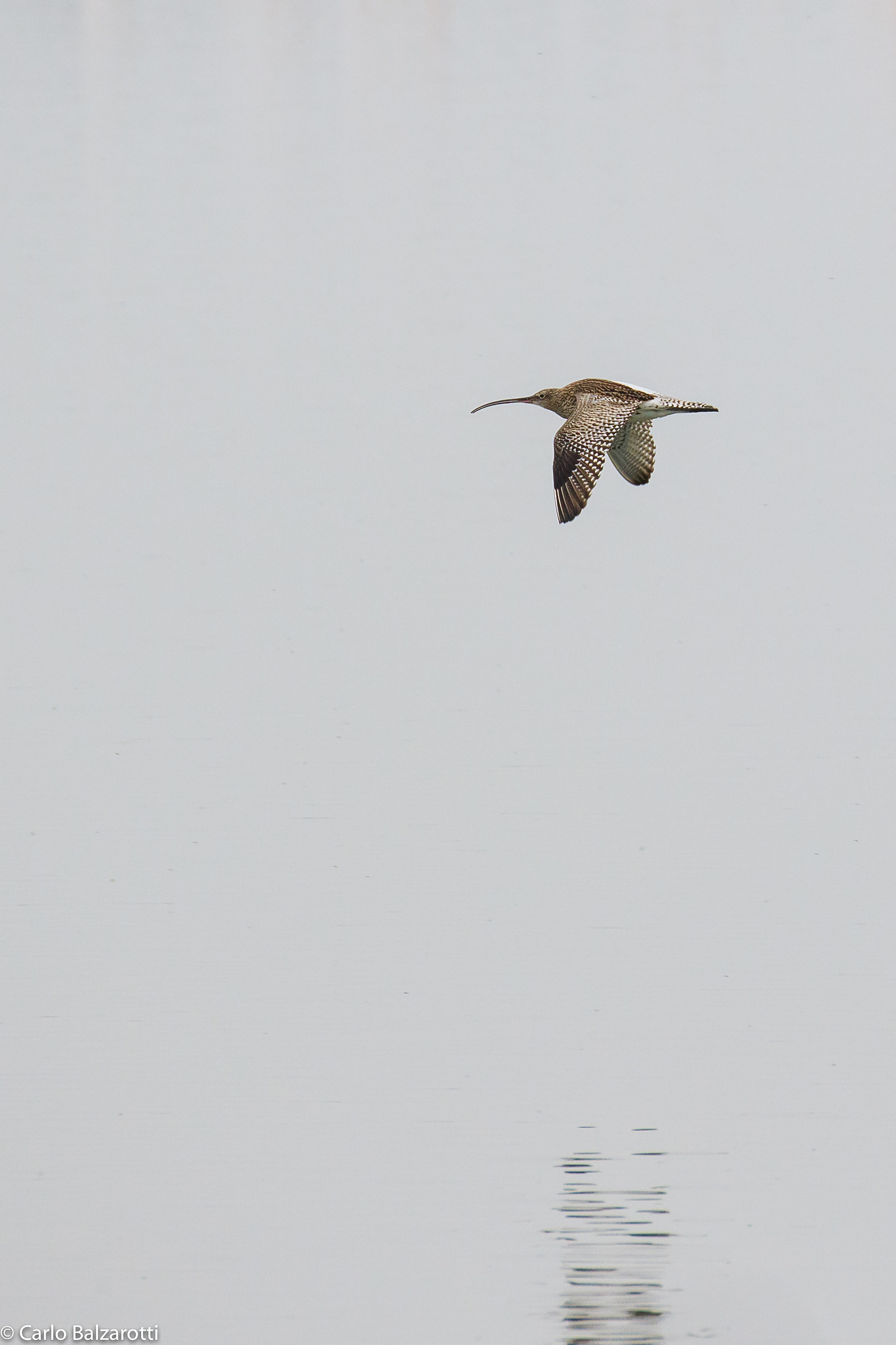 Curlew...