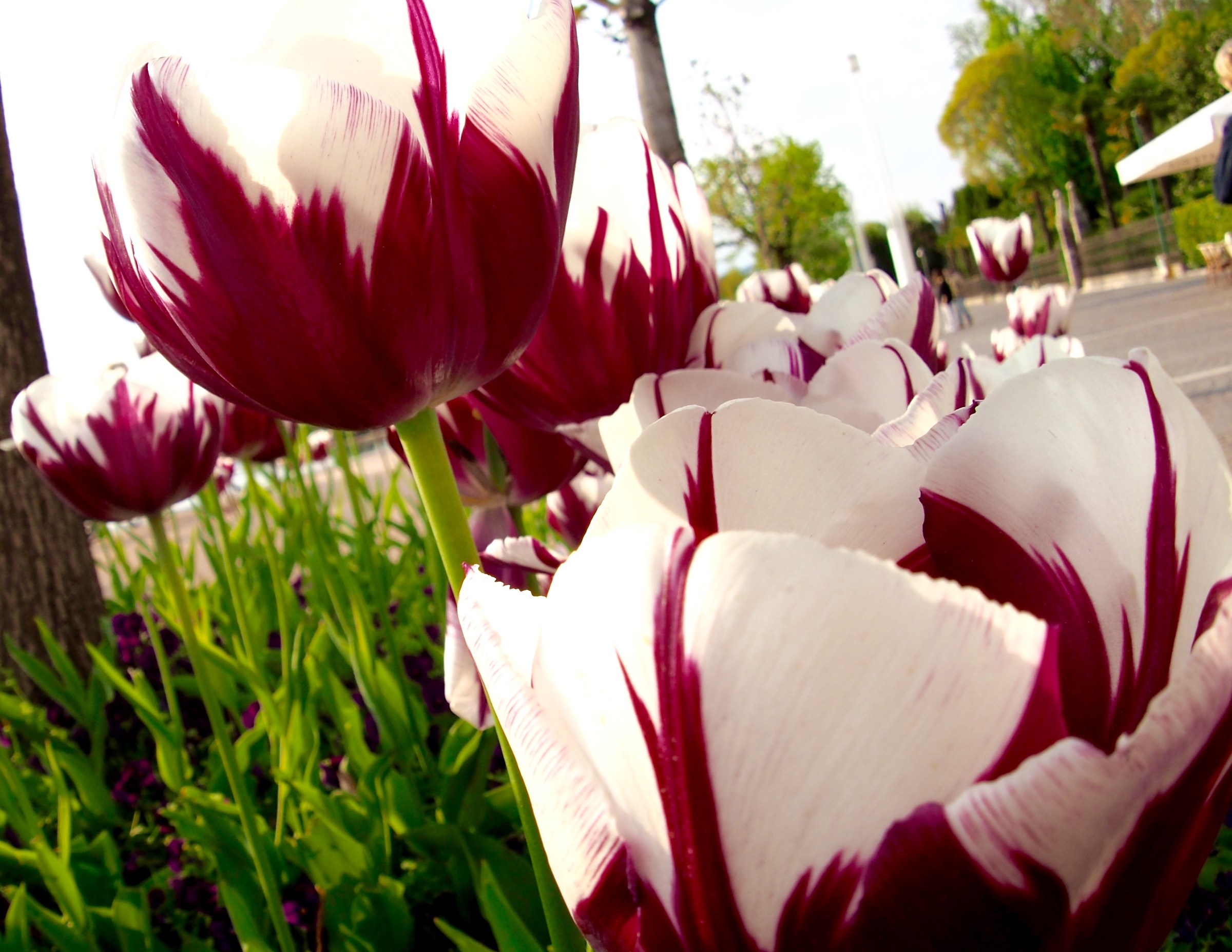 Tulipani di Bardolino...
