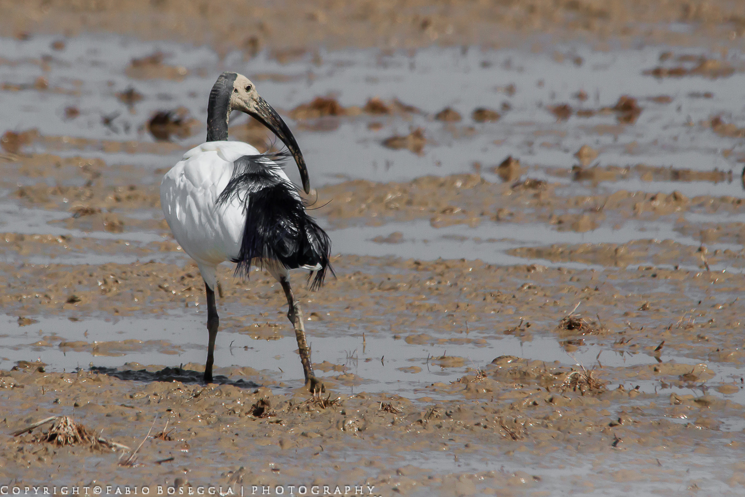 Ibis...