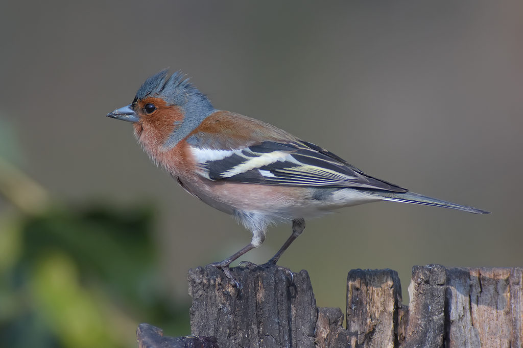 male chaffinch...