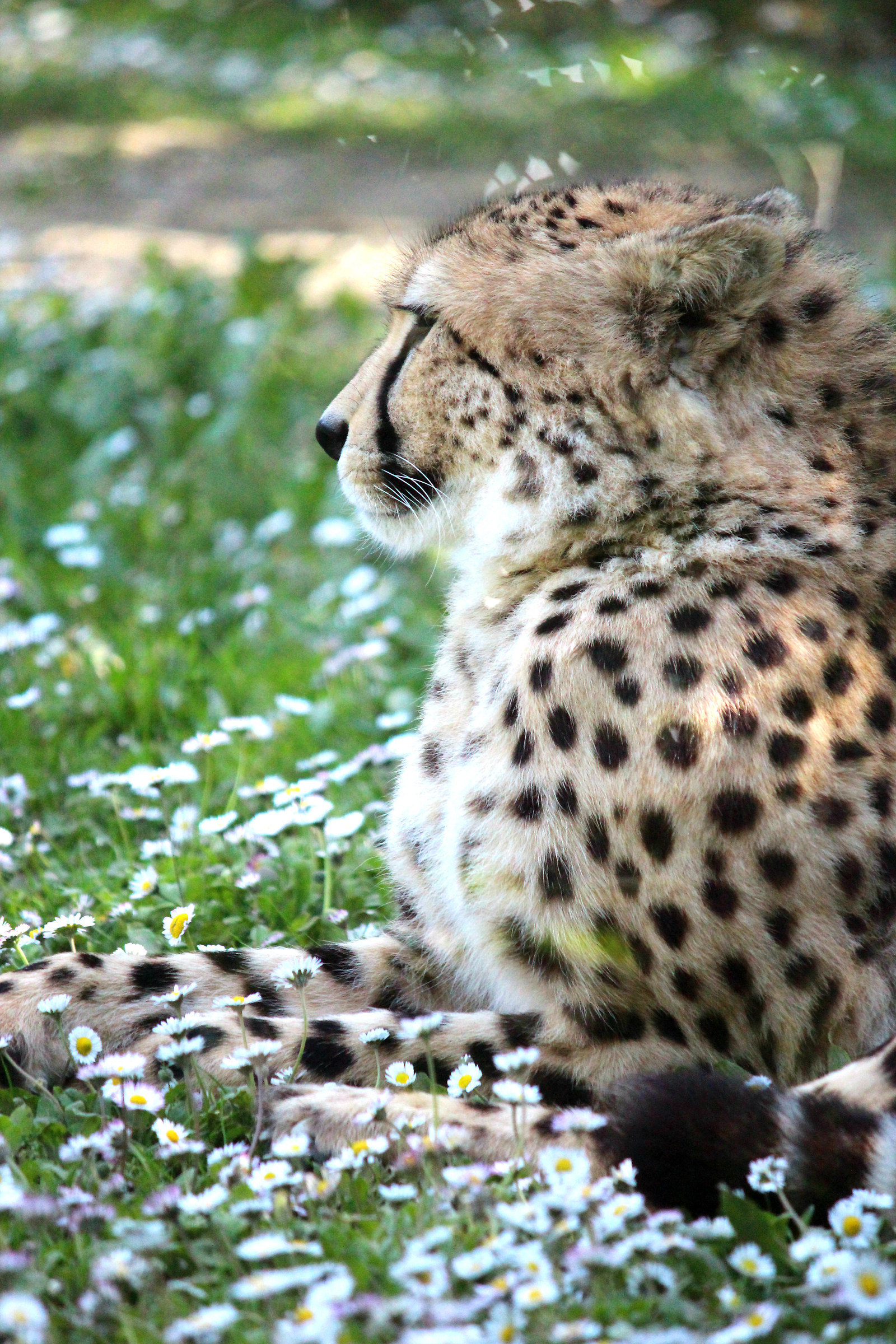Cheetah...