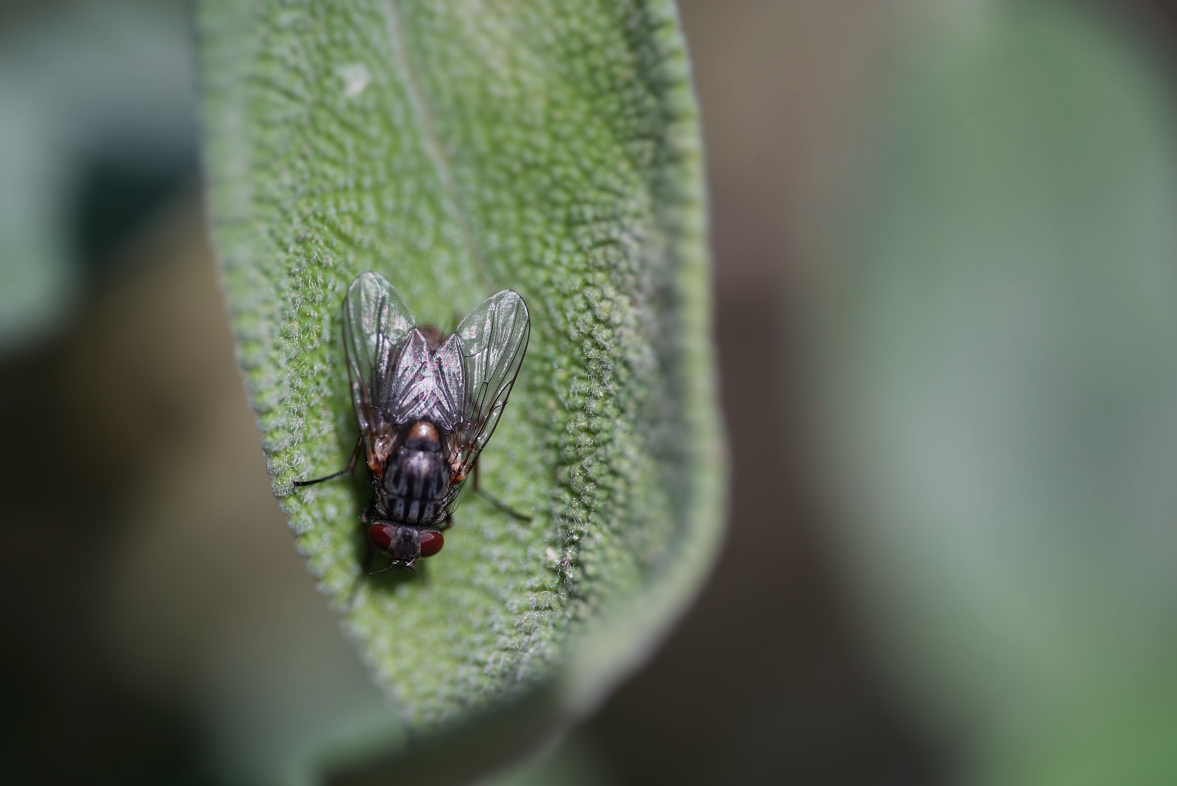 Fly on Salvia leaf...