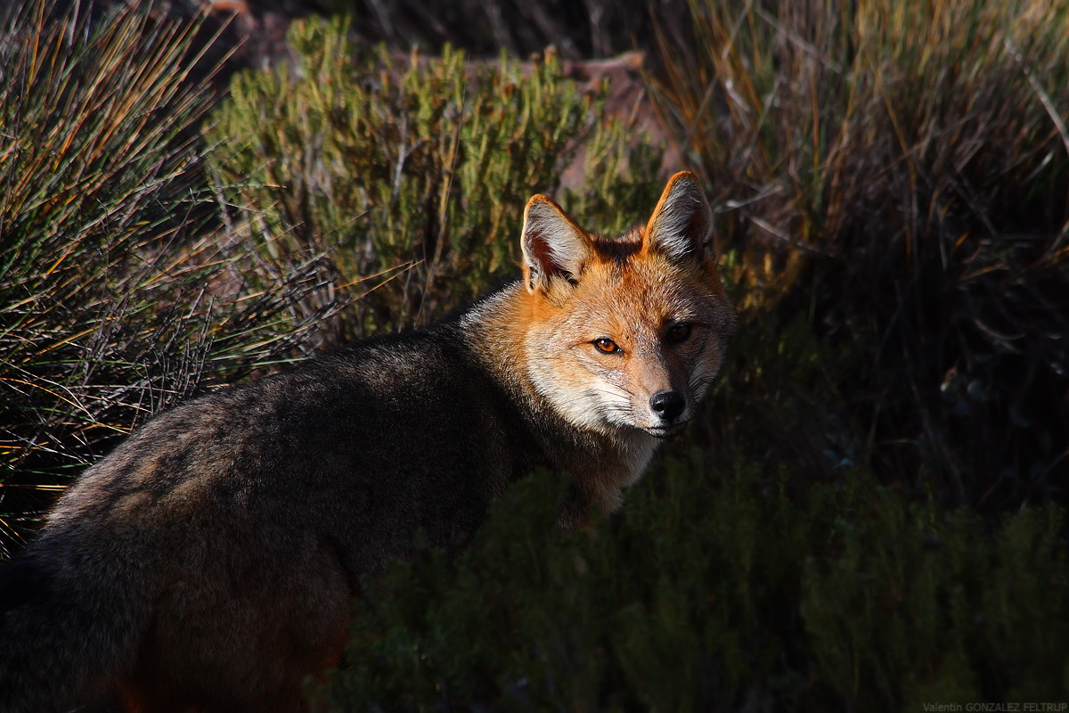 Lycalopex culpaeus I...