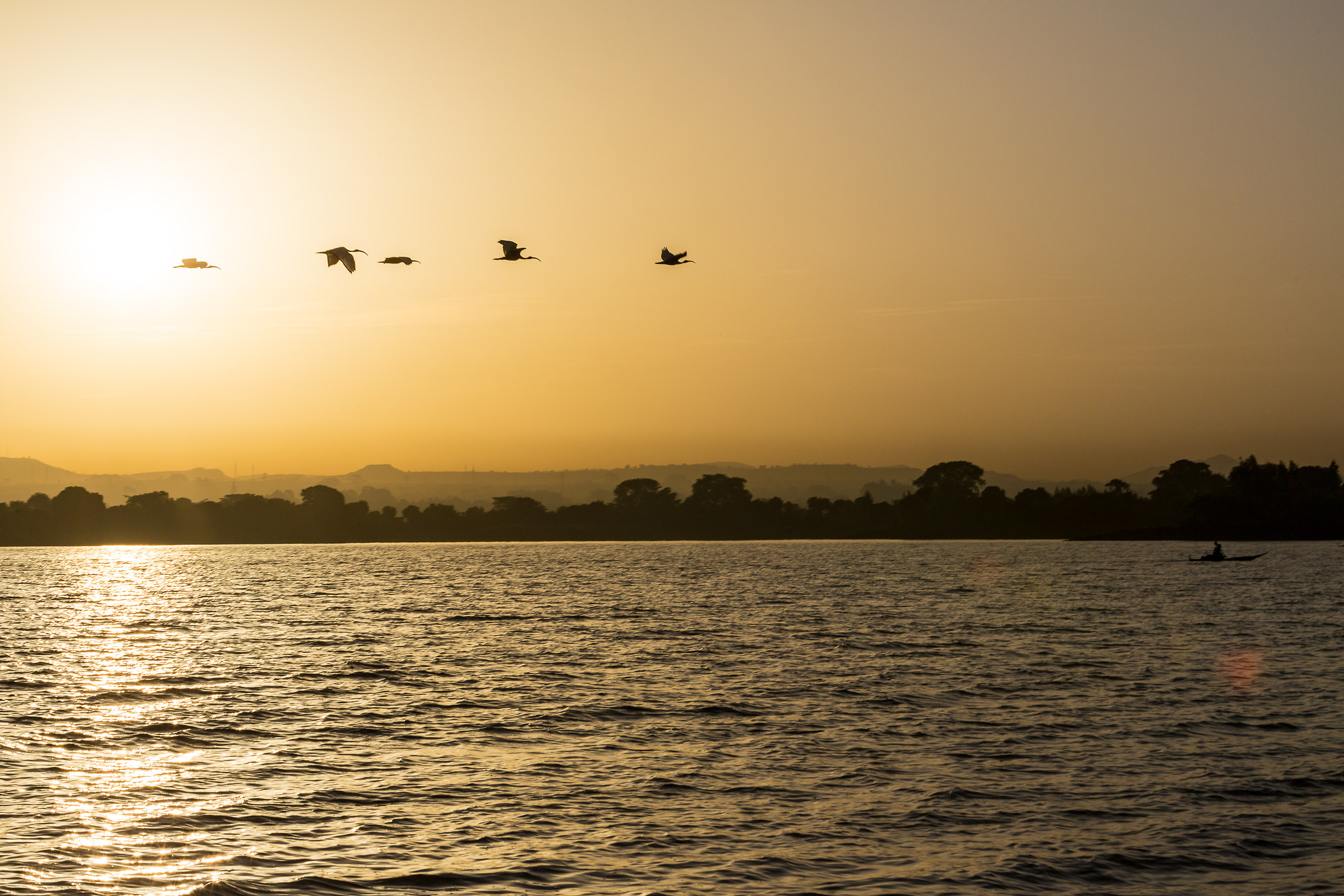 Ibis dawn of Lake Tana...