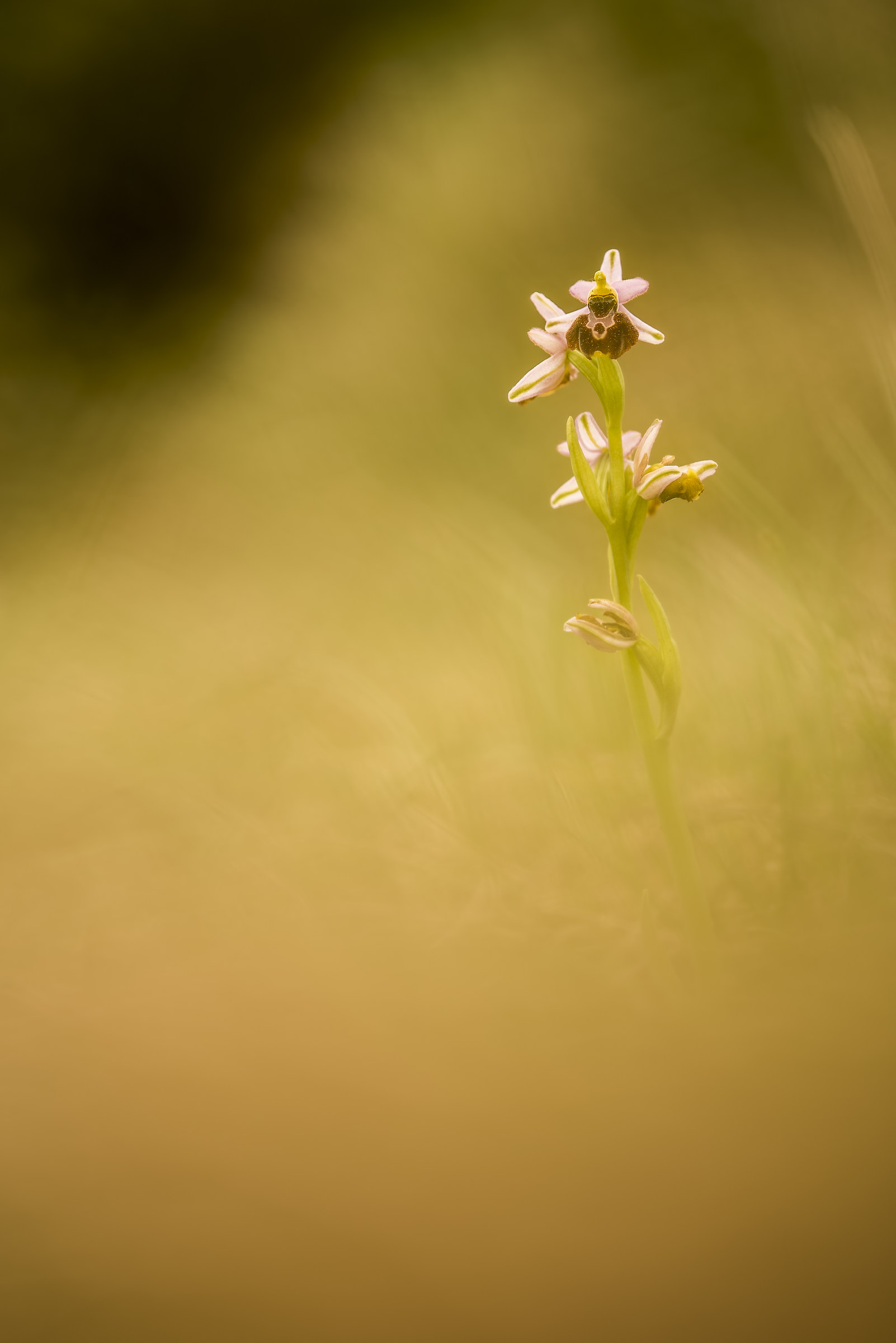 Ophrys exaltata...