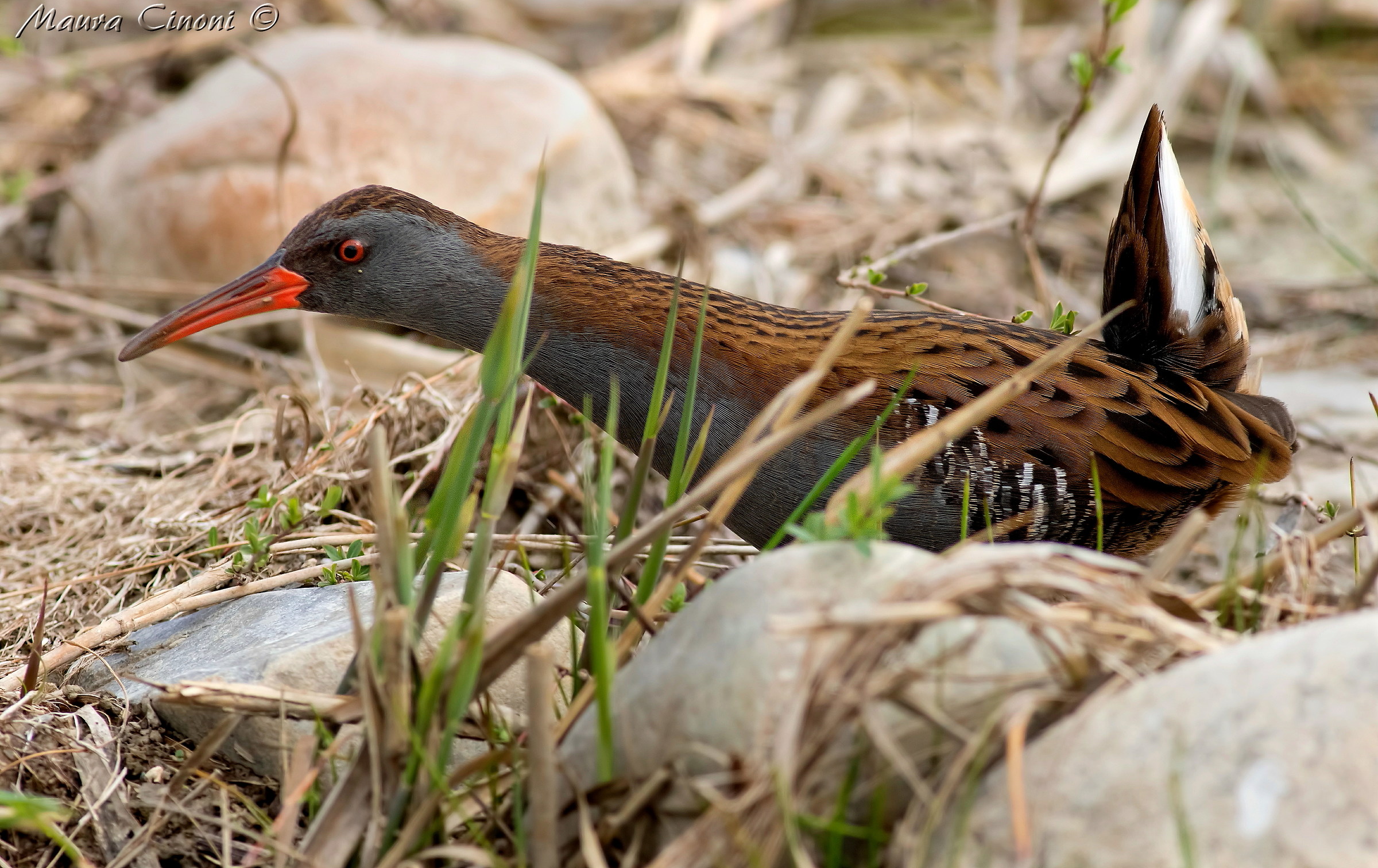 Water rail in environment...