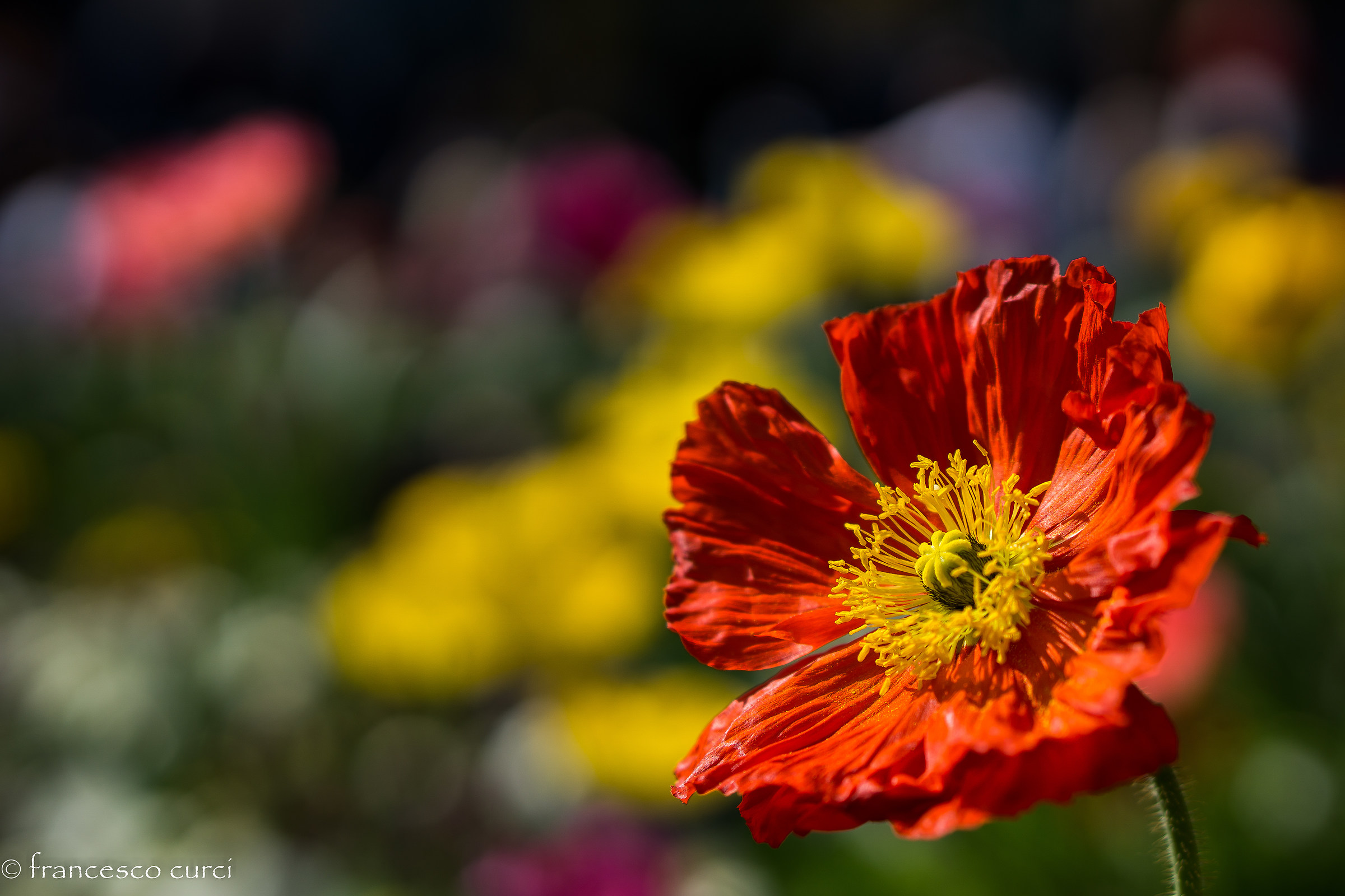 Red flower...