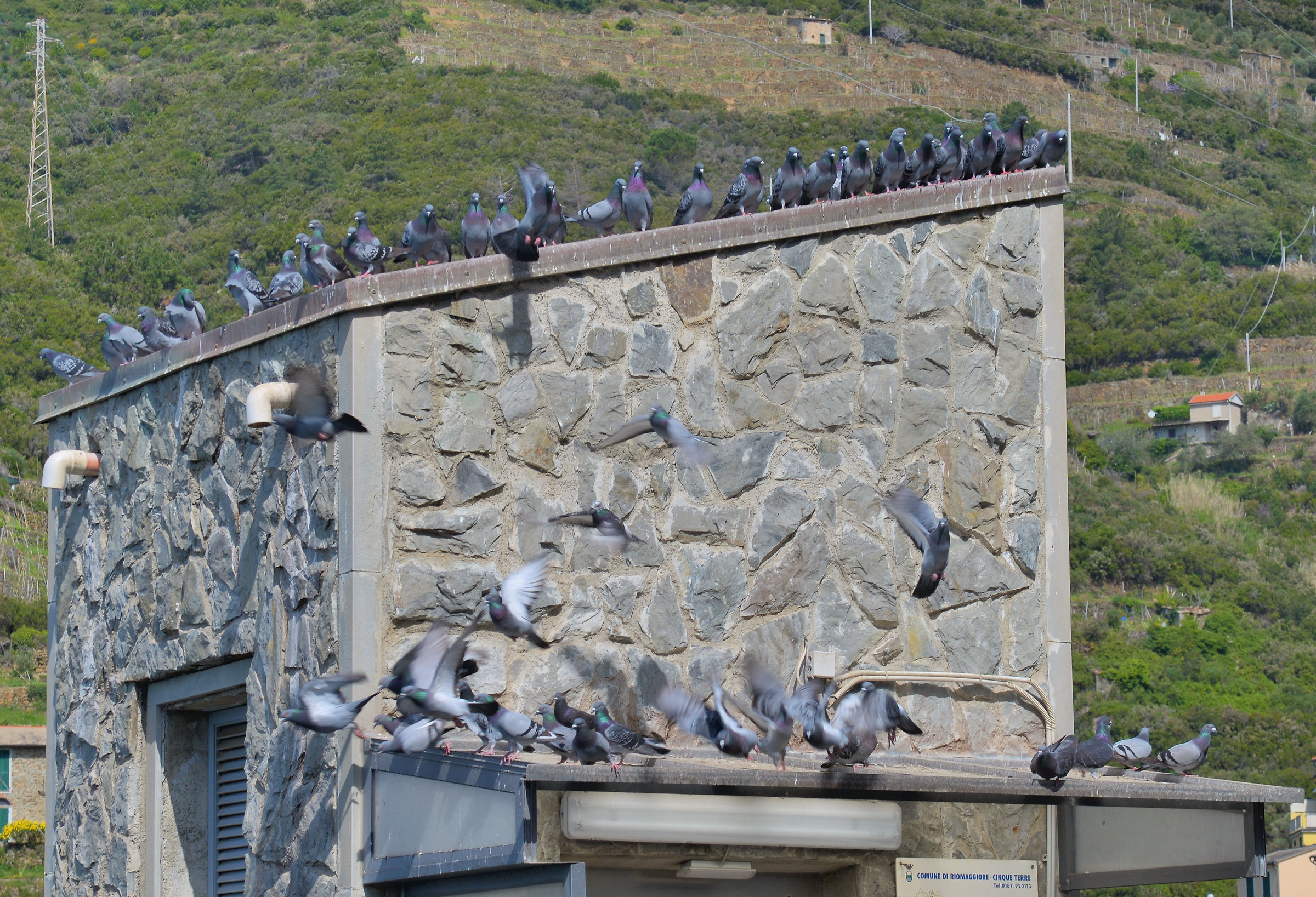the pigeons condo...