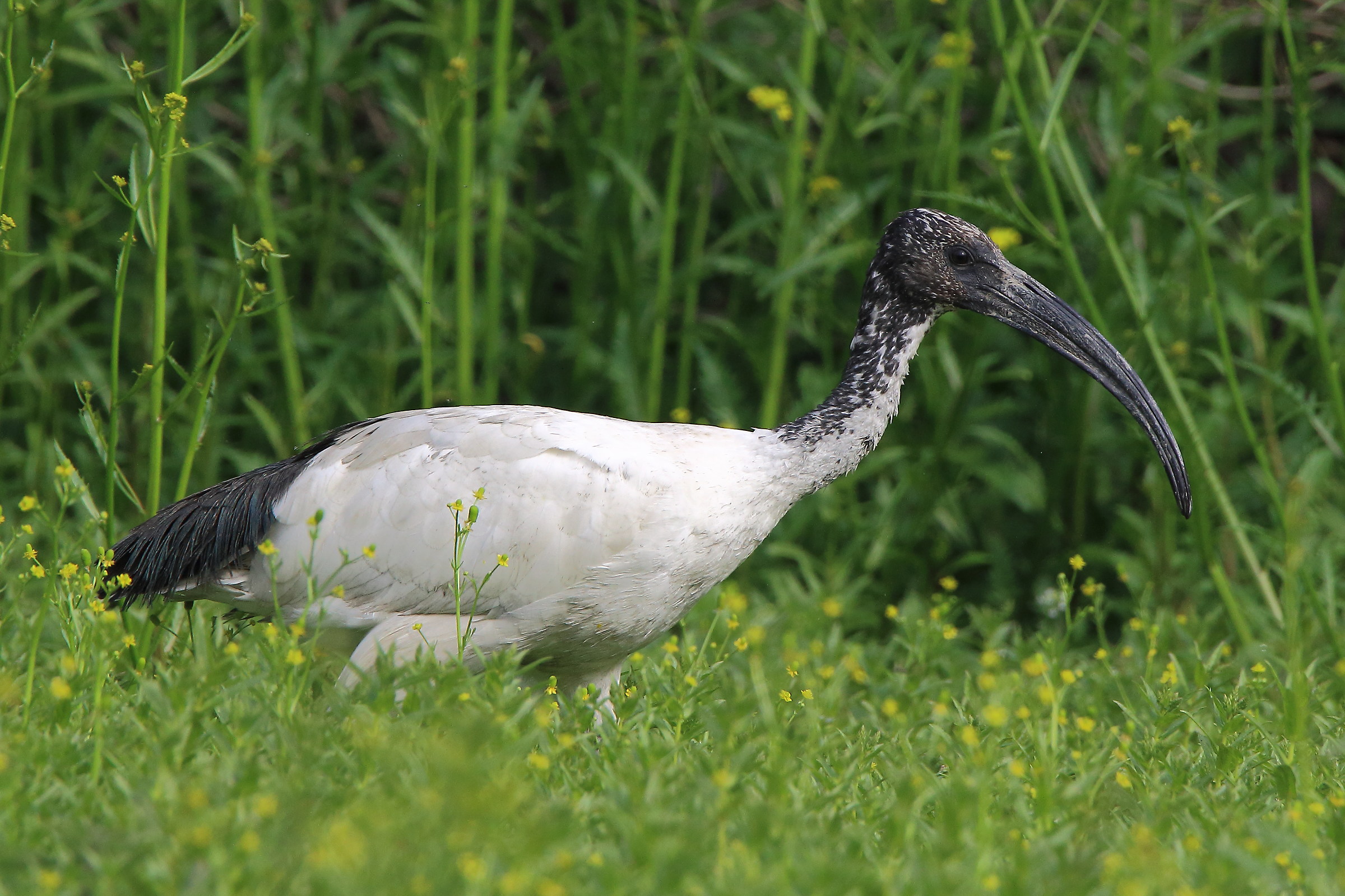 Sacred Ibis...