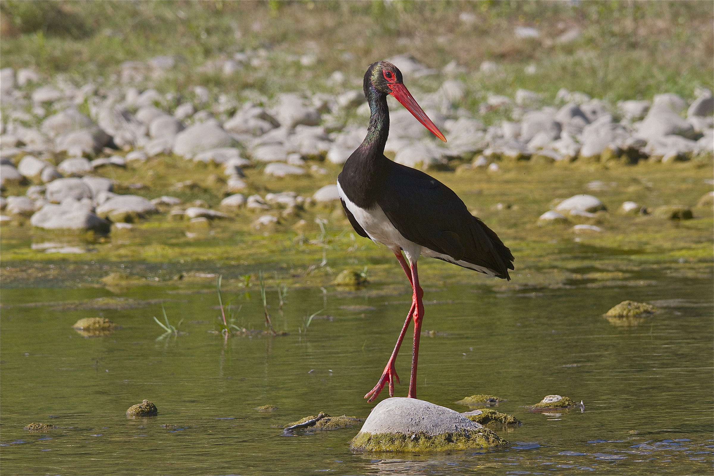 Black Stork in shallow water...