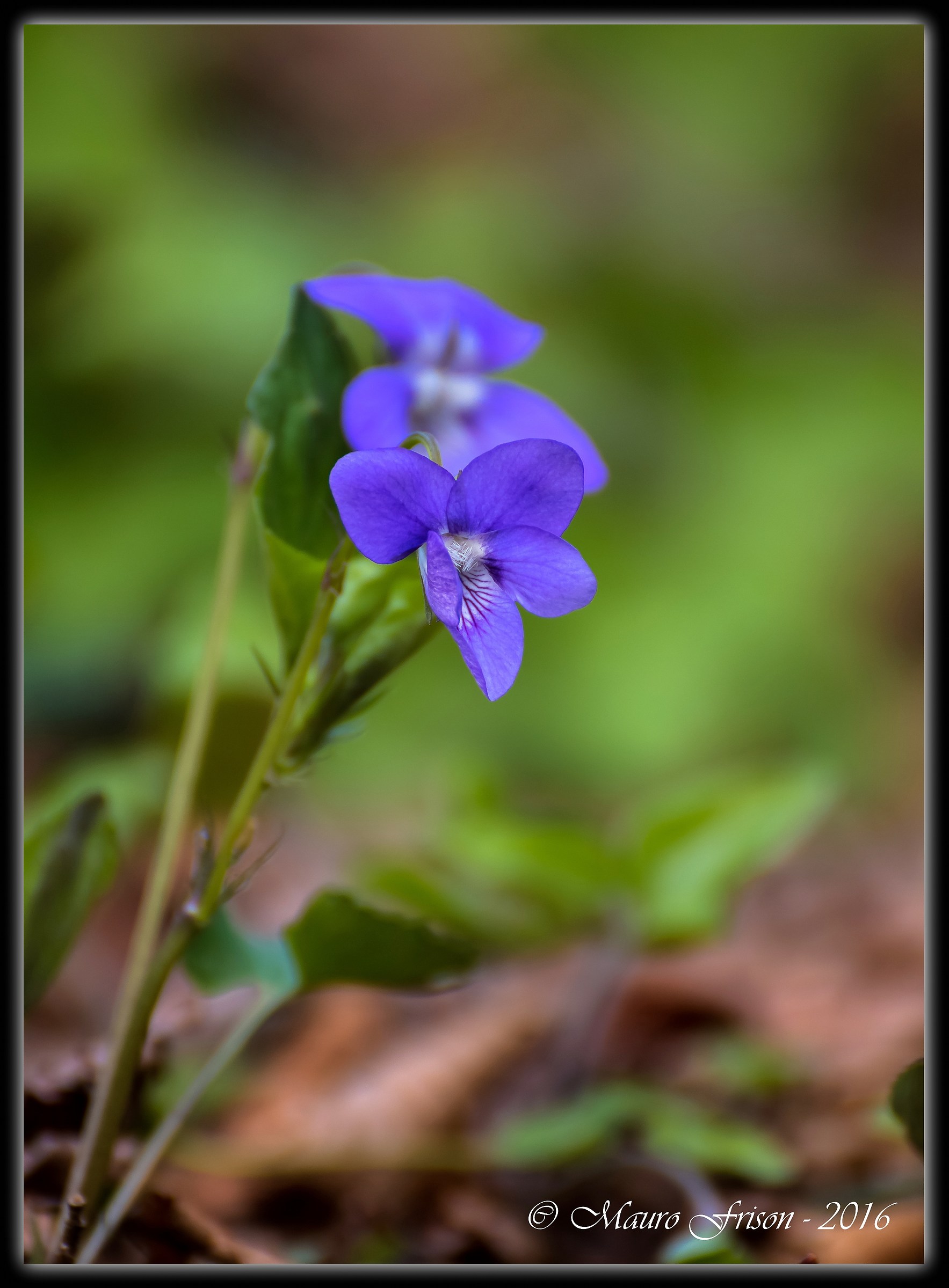 Viola...