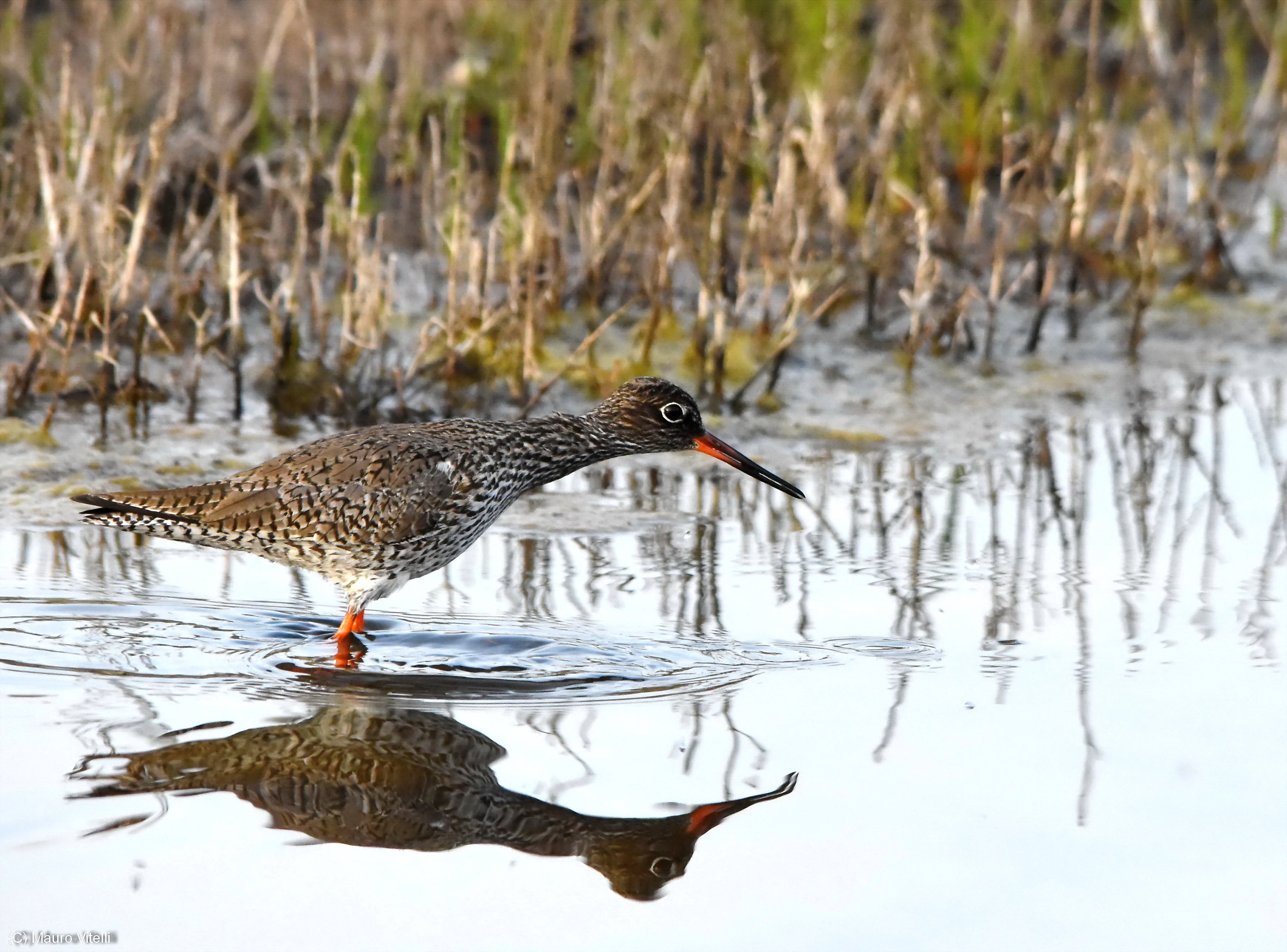 Redshank...