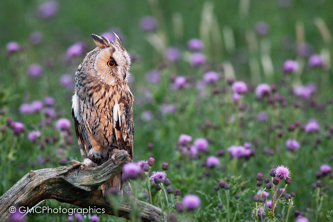 Long Eared Owl at Dusk...