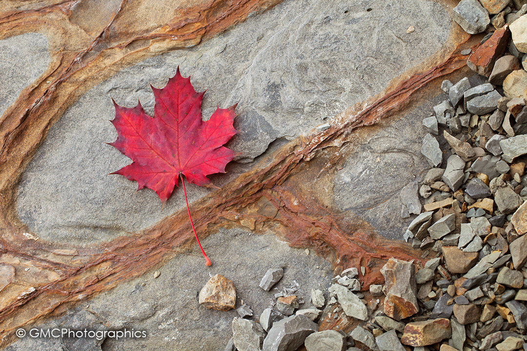 Red Maple Leaf...