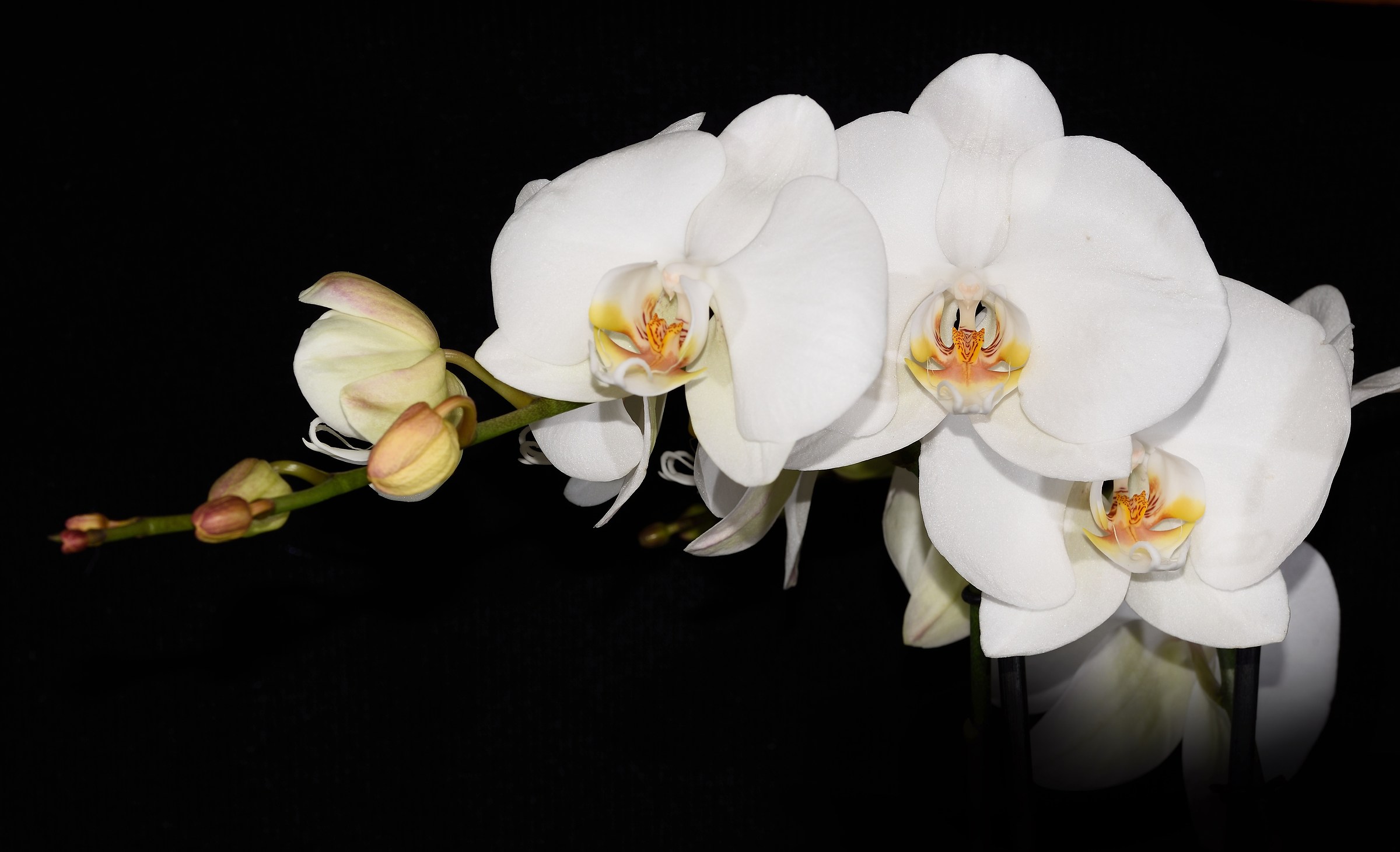 white orchid...