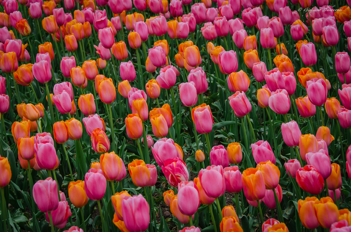 tulip mania...