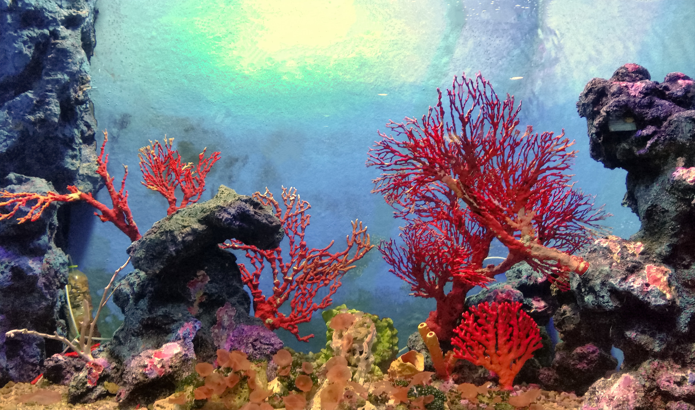 tropical corals...