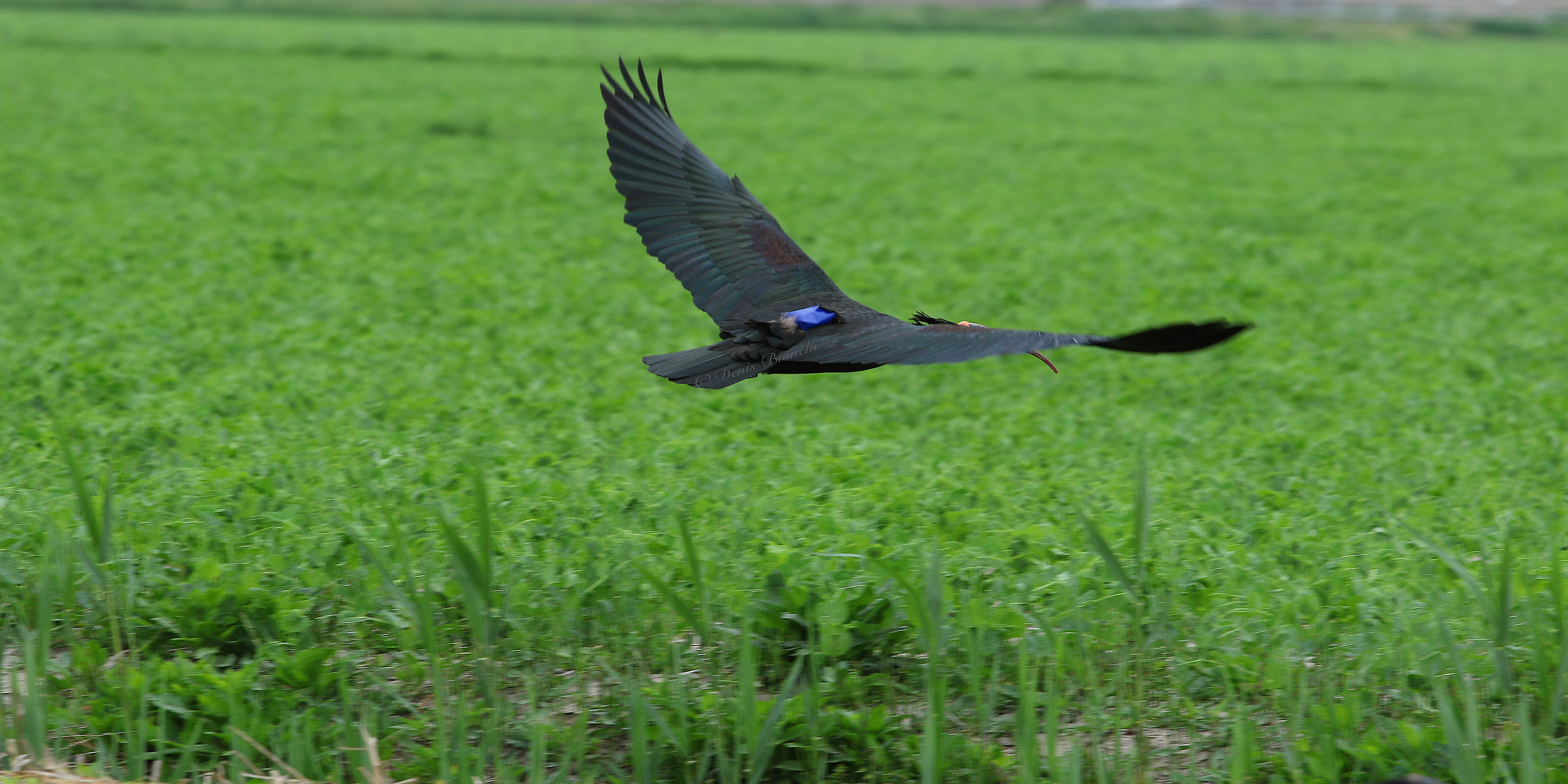 L'involo di "Balthasar" l'Ibis eremita...