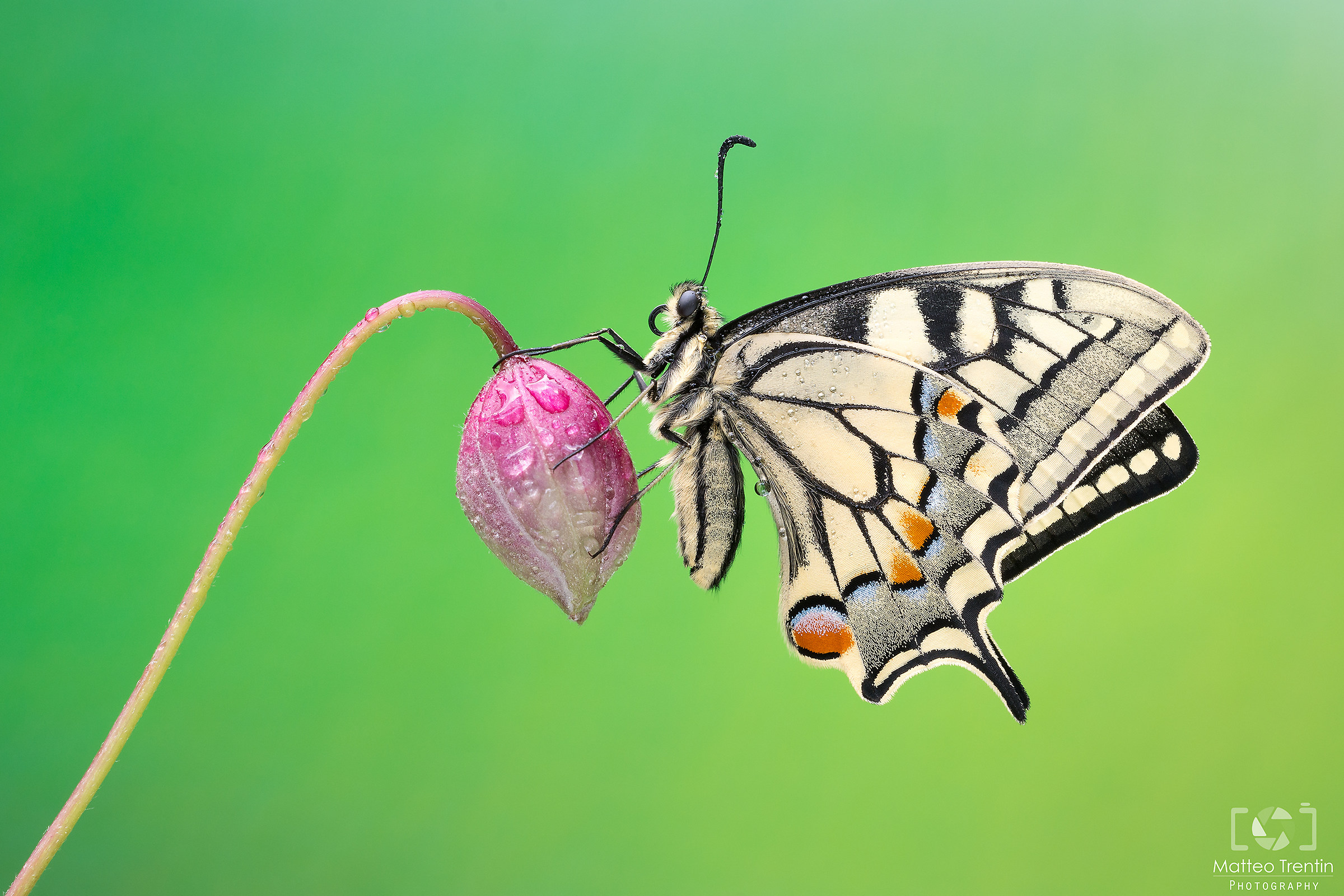 swallowtail...
