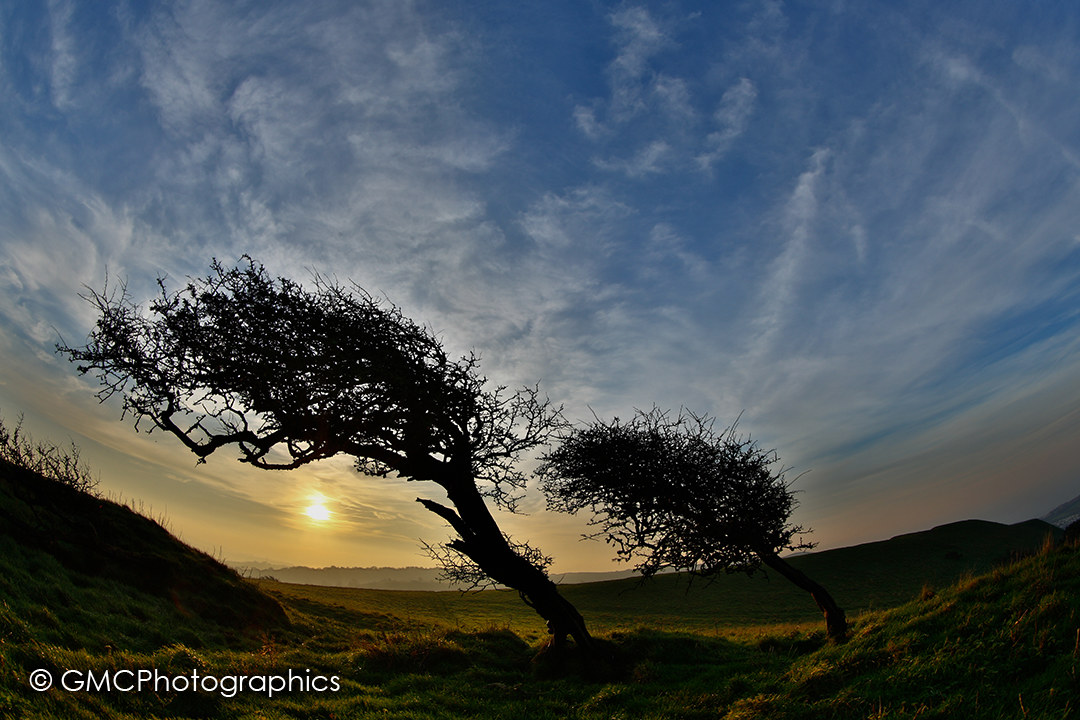 Trees of Colmers Hill...