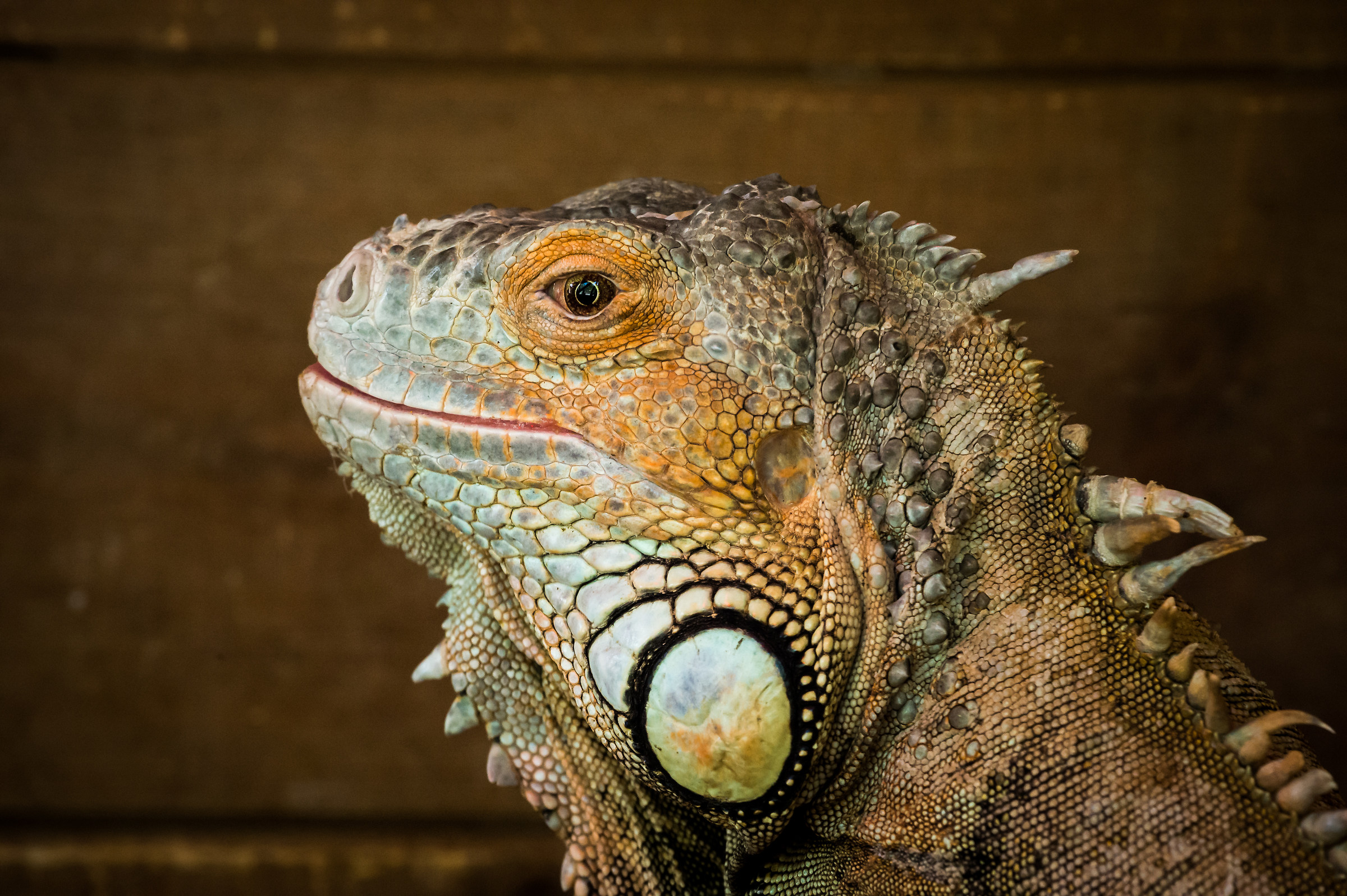 Iguana...