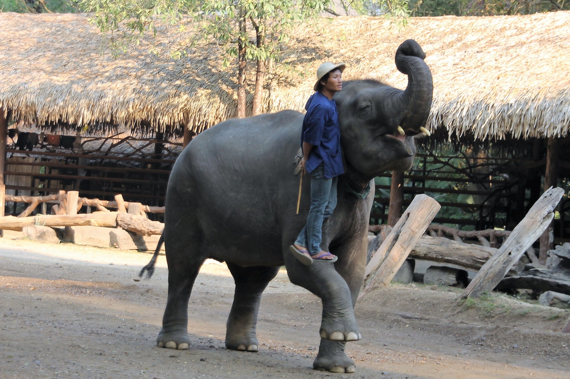 Elephant trainer...