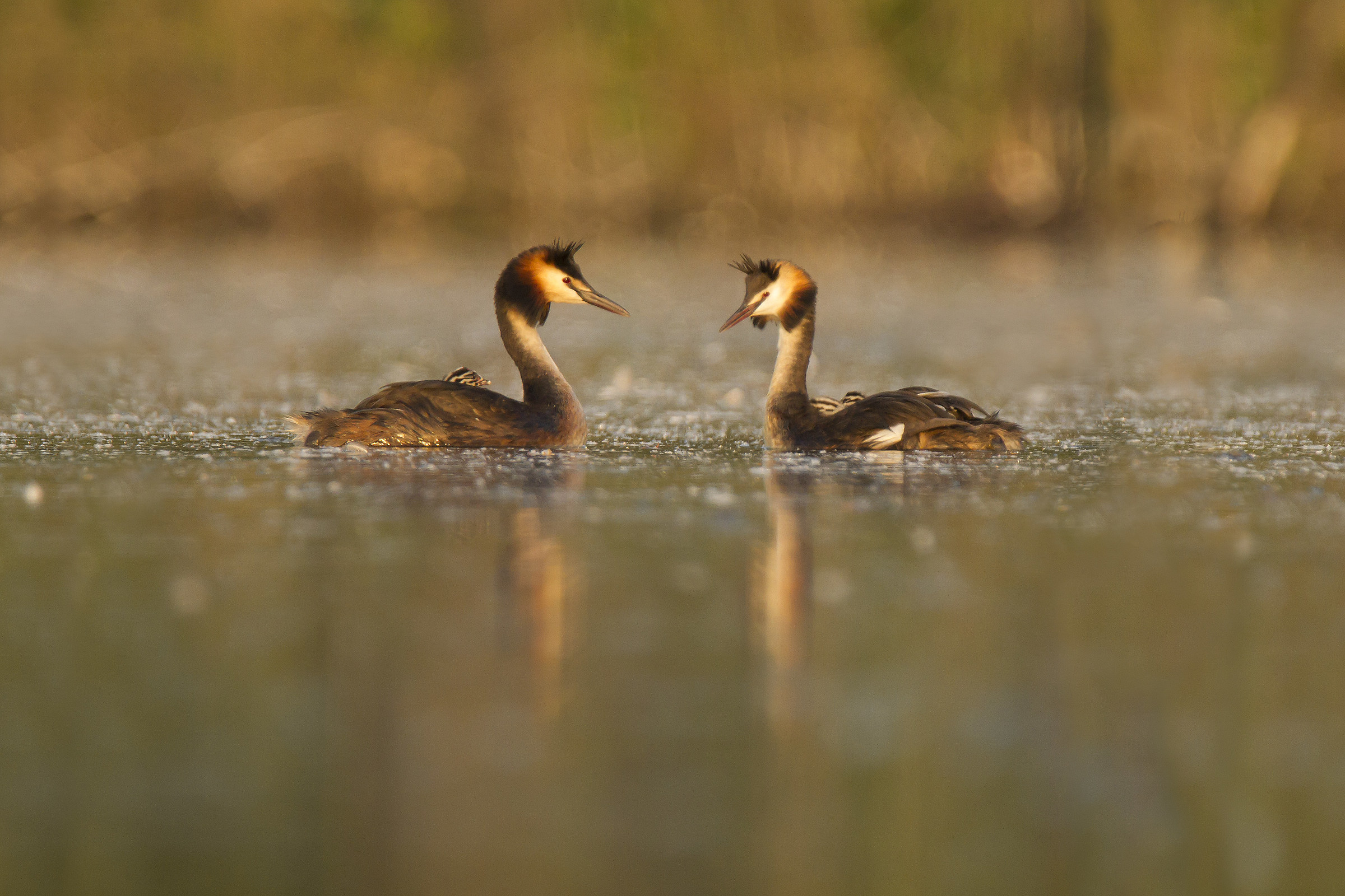 crested grebes on parade for the territory...