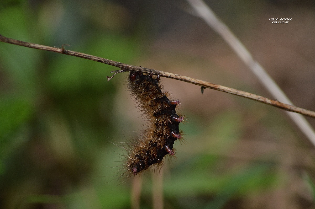 Caterpillar Syntomis phegea...