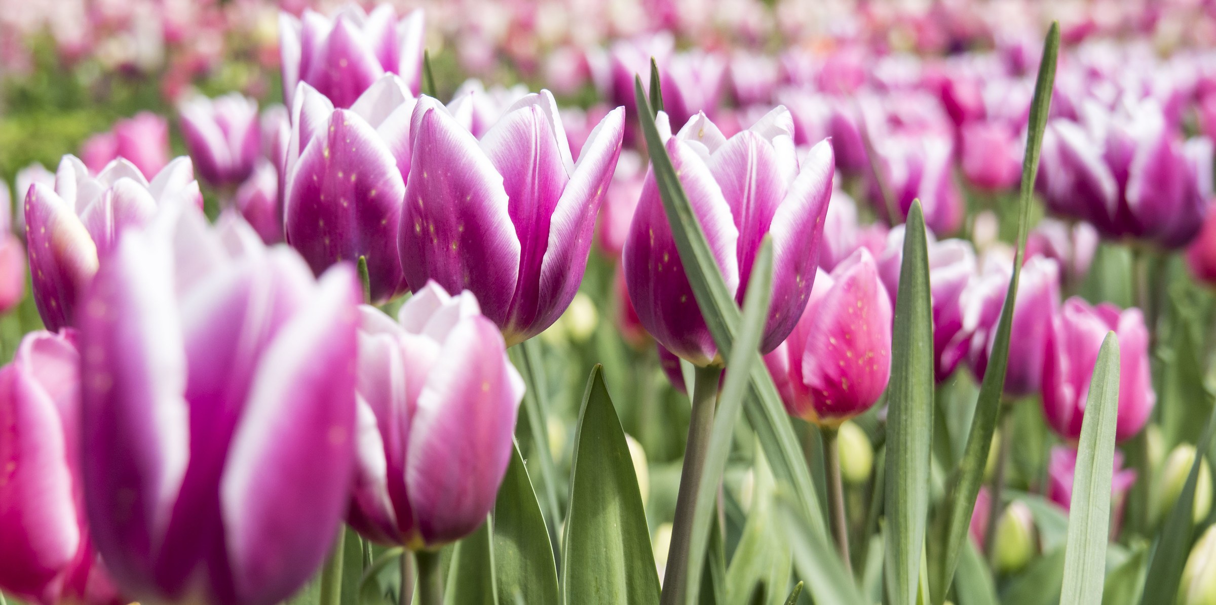 Tulipani a Pralormo - Messer Tulipano 2016...