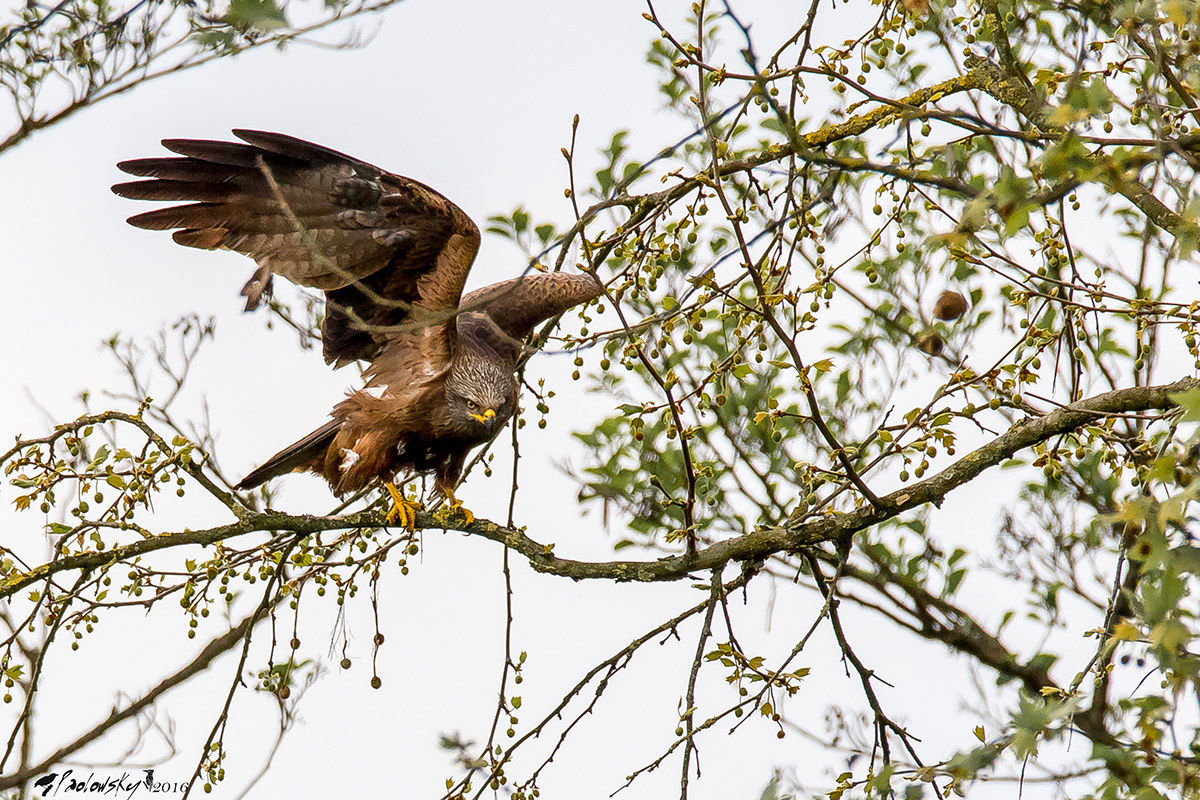 Black Kite...