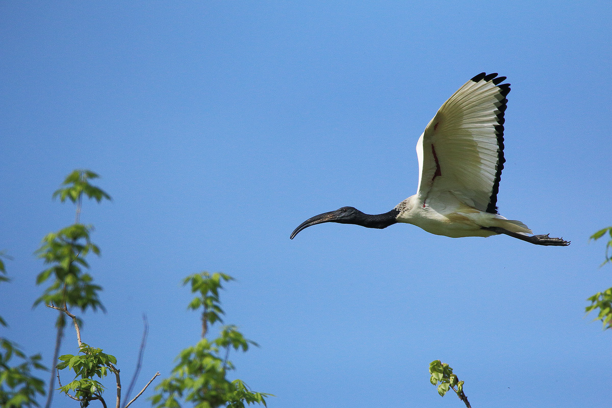 sacred ibis in flight...